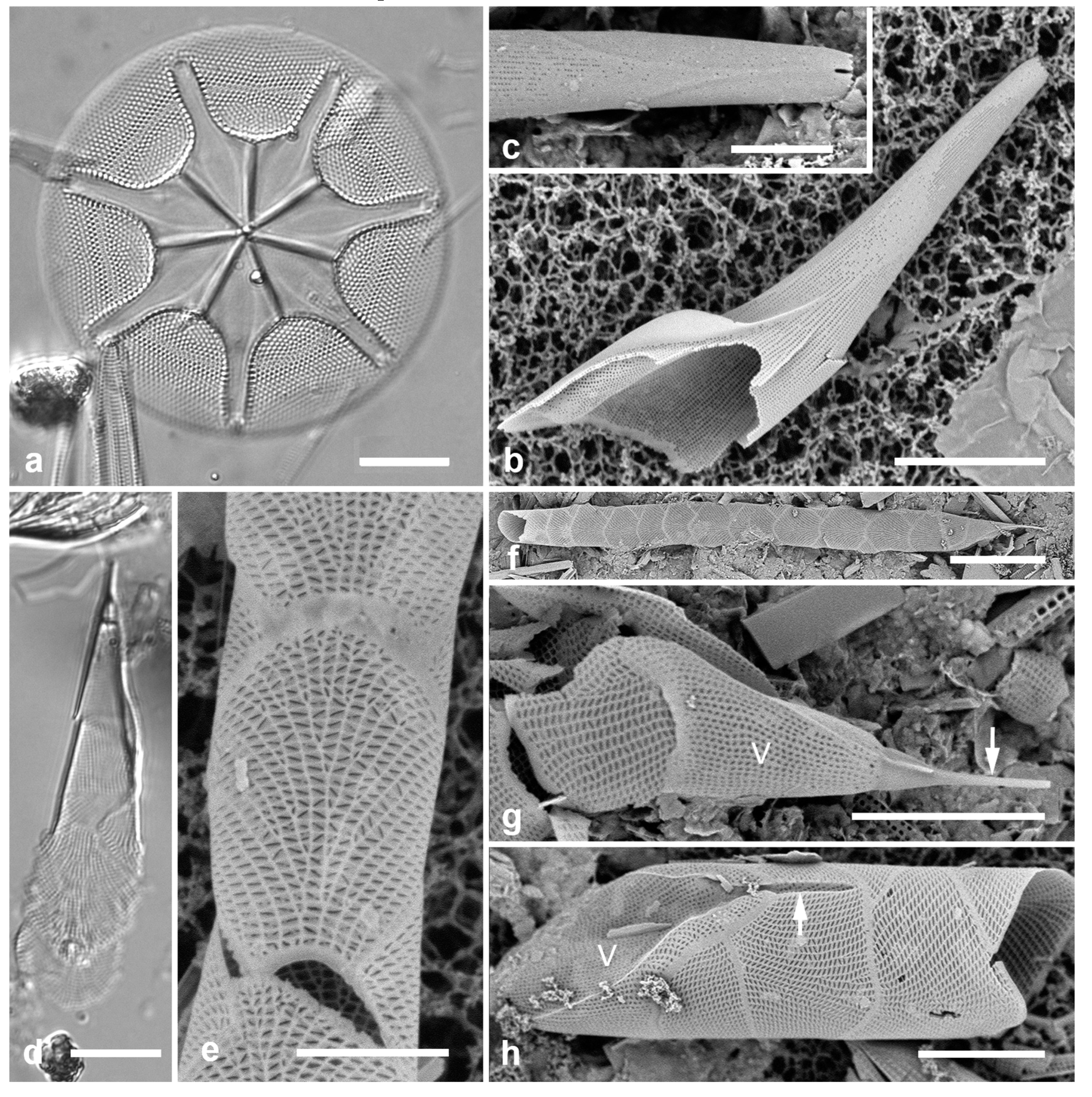 Preprints 141177 g005