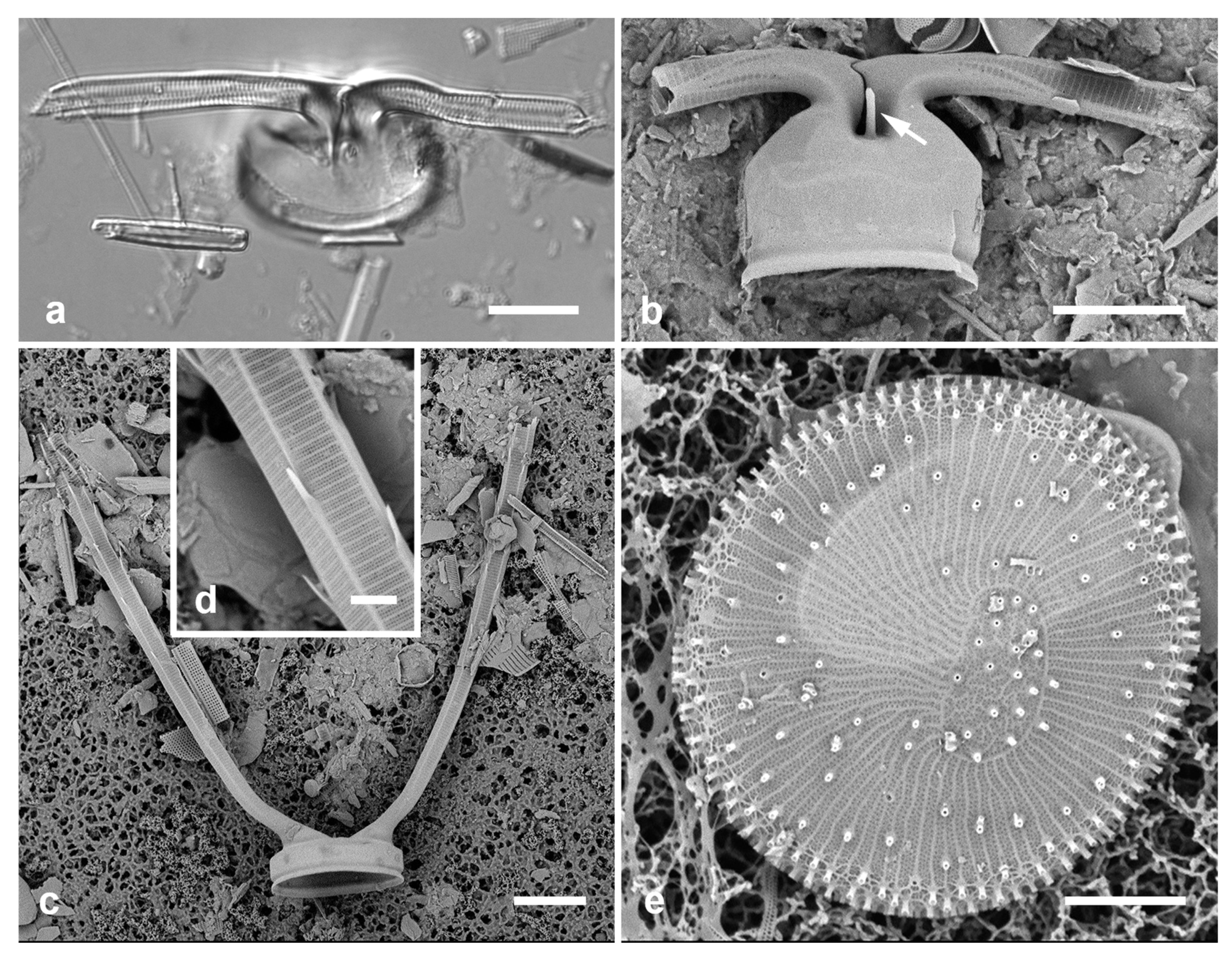 Preprints 141177 g007
