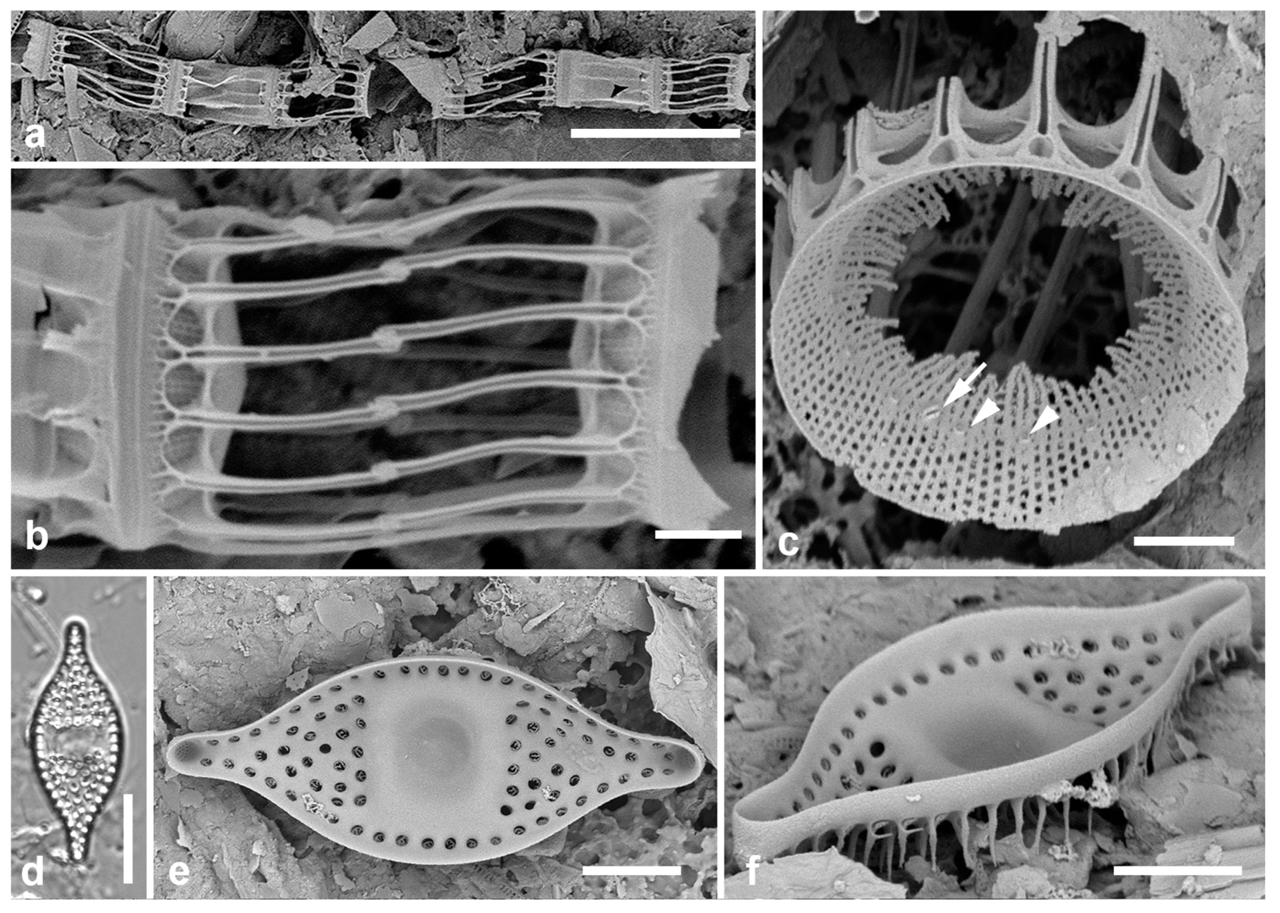 Preprints 141177 g008