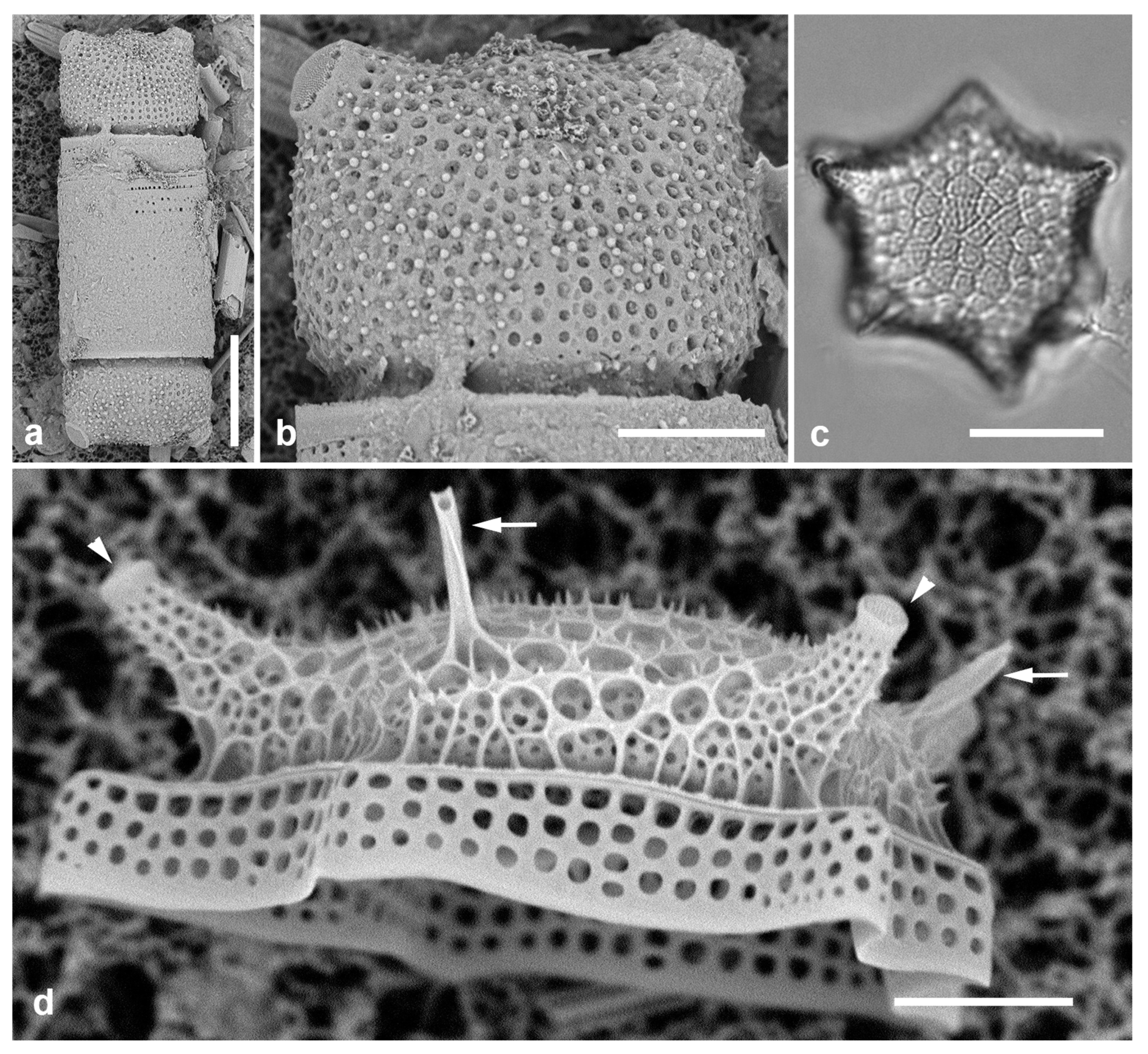 Preprints 141177 g009
