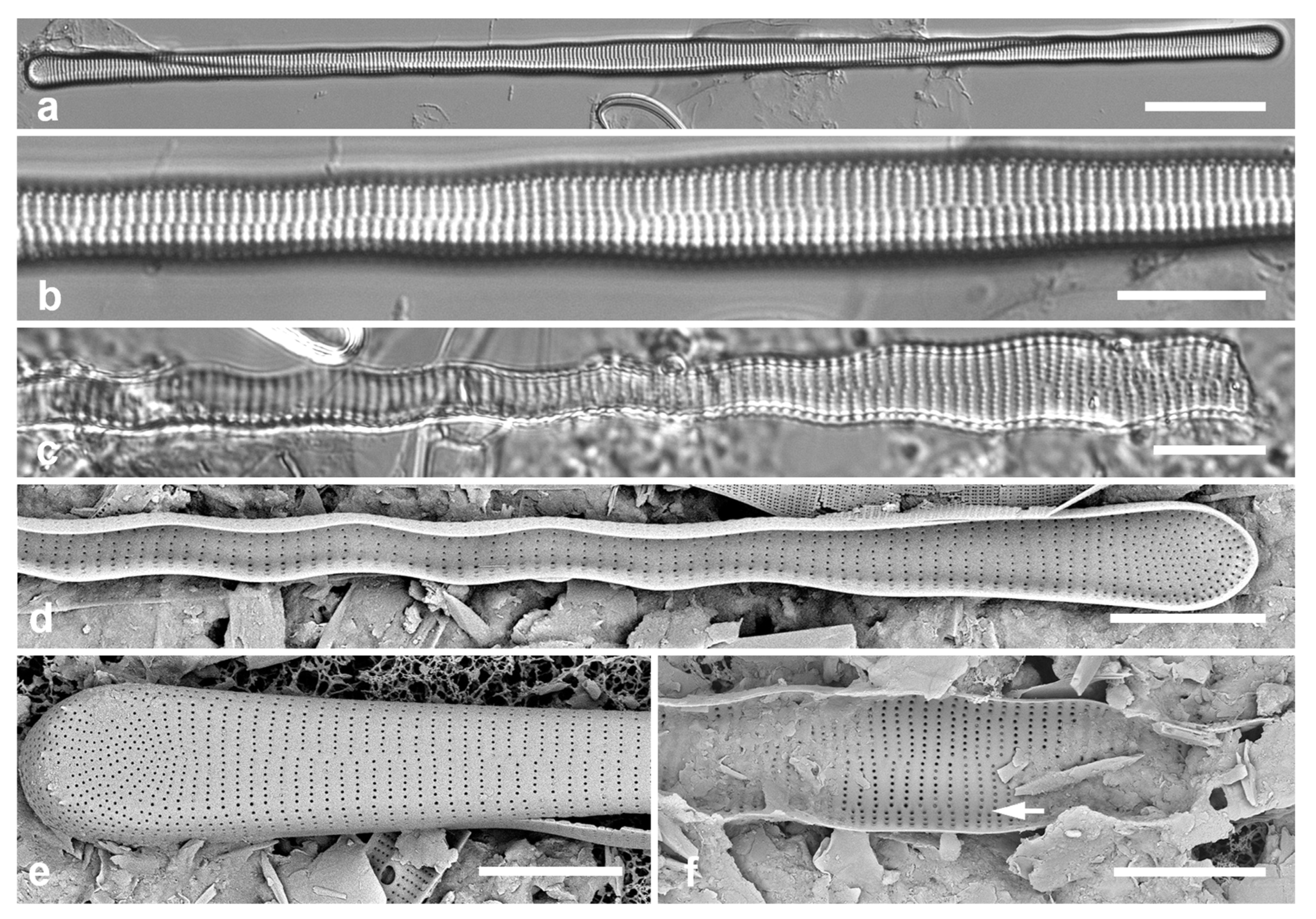 Preprints 141177 g010