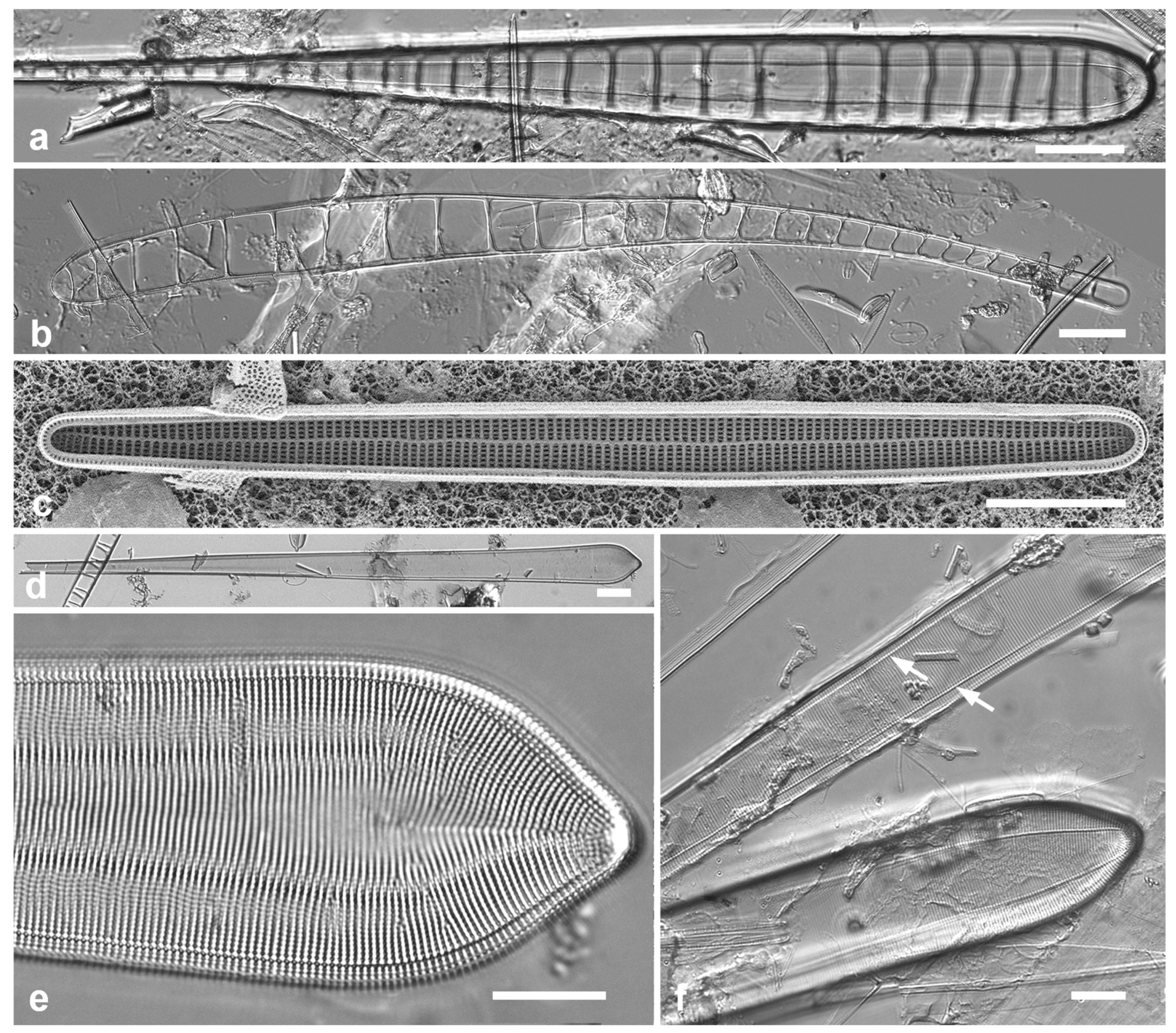 Preprints 141177 g011