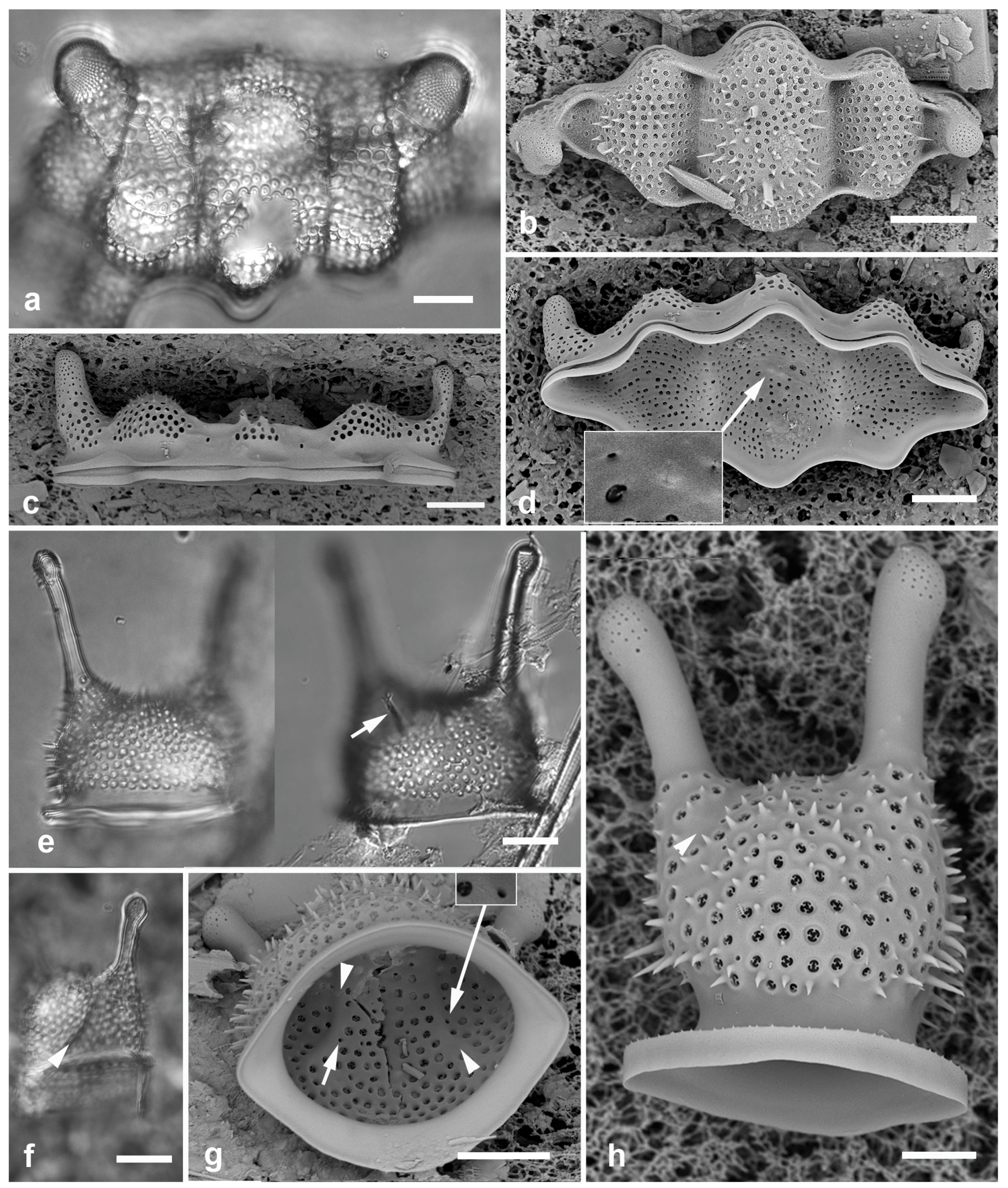 Preprints 141177 g013