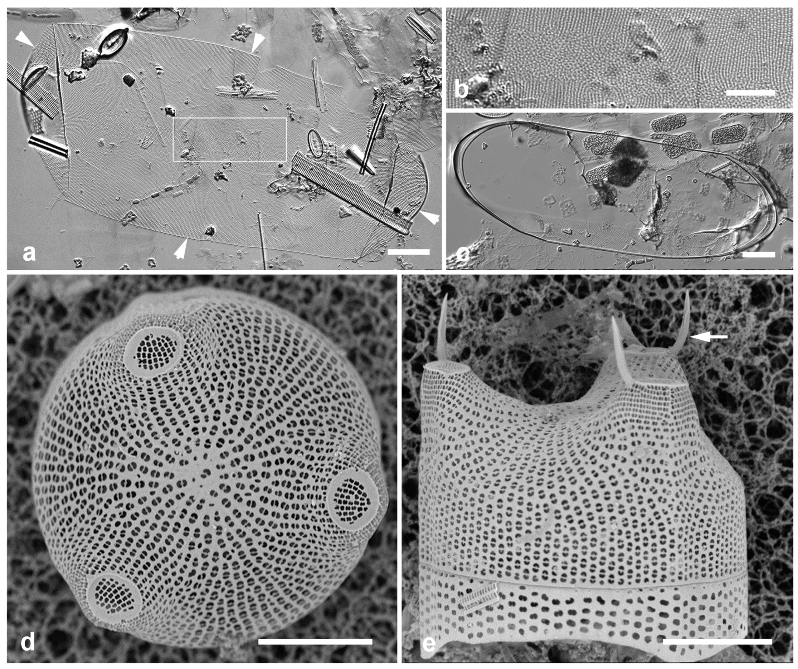 Preprints 141177 g014