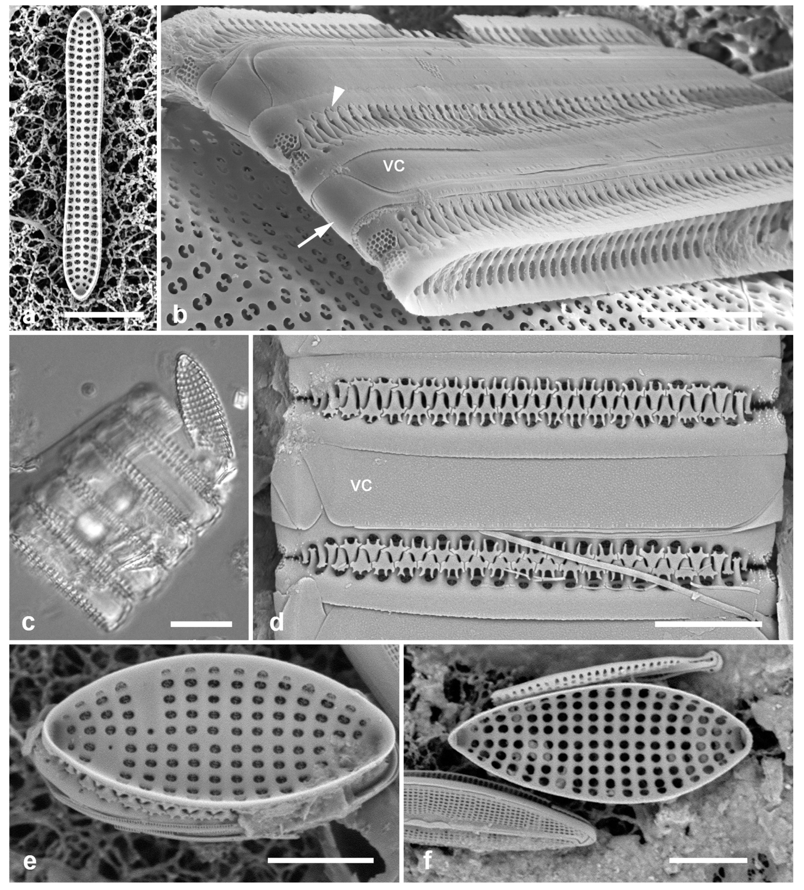 Preprints 141177 g017