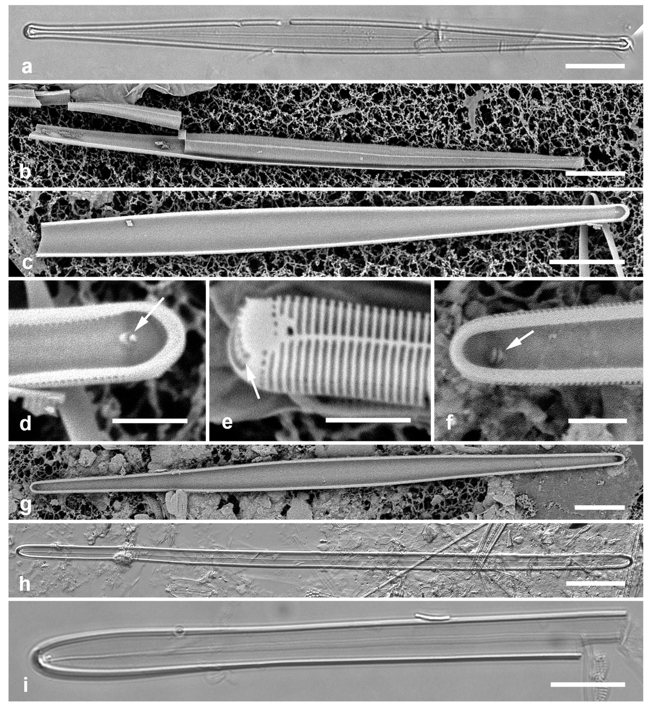 Preprints 141177 g018