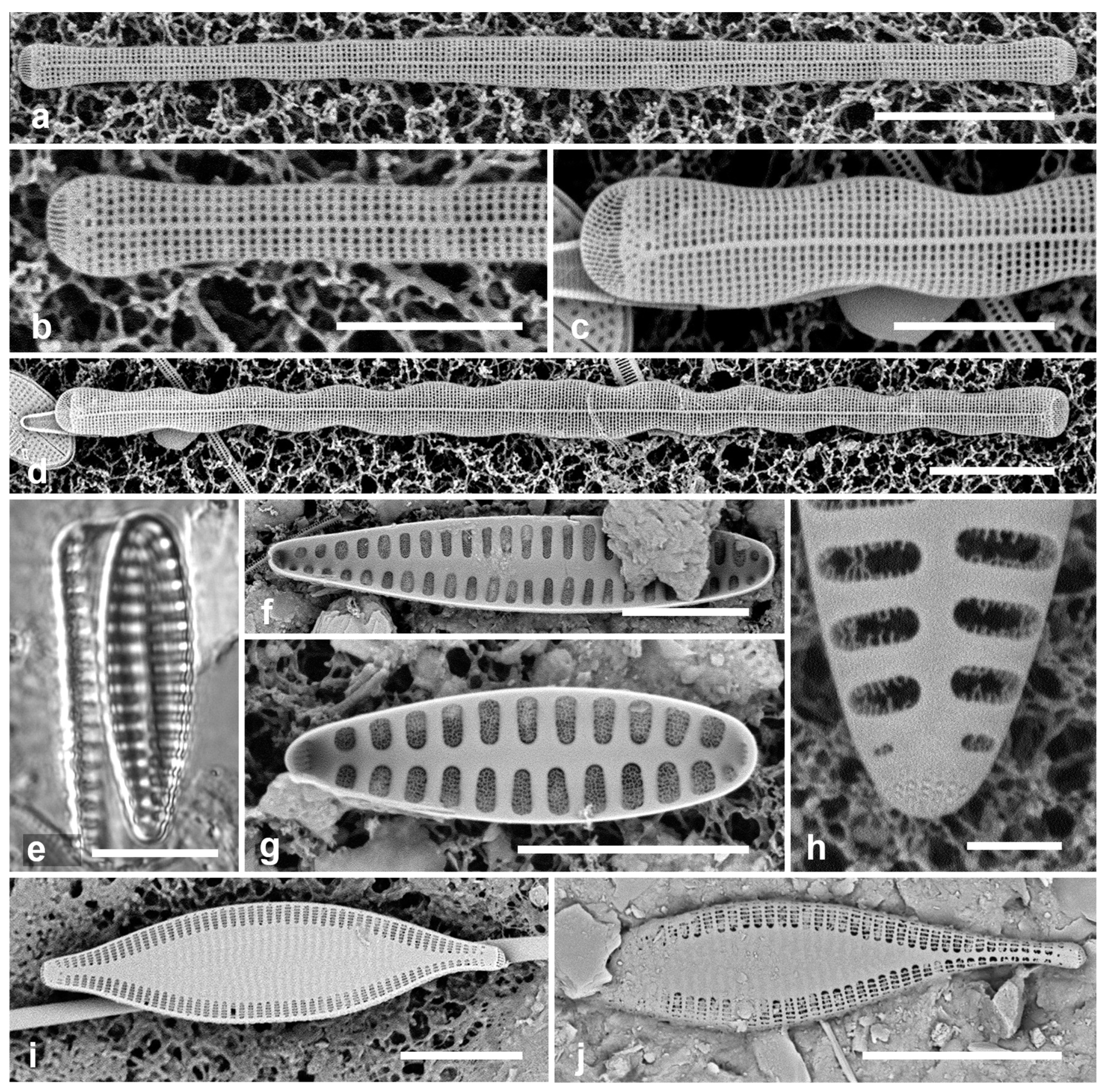 Preprints 141177 g019