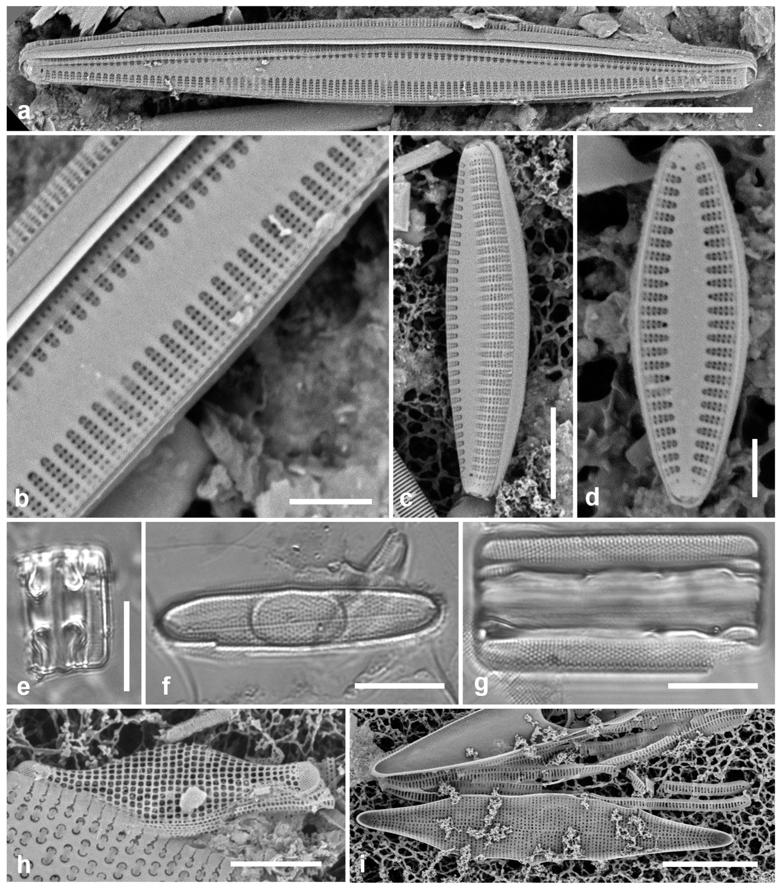 Preprints 141177 g020