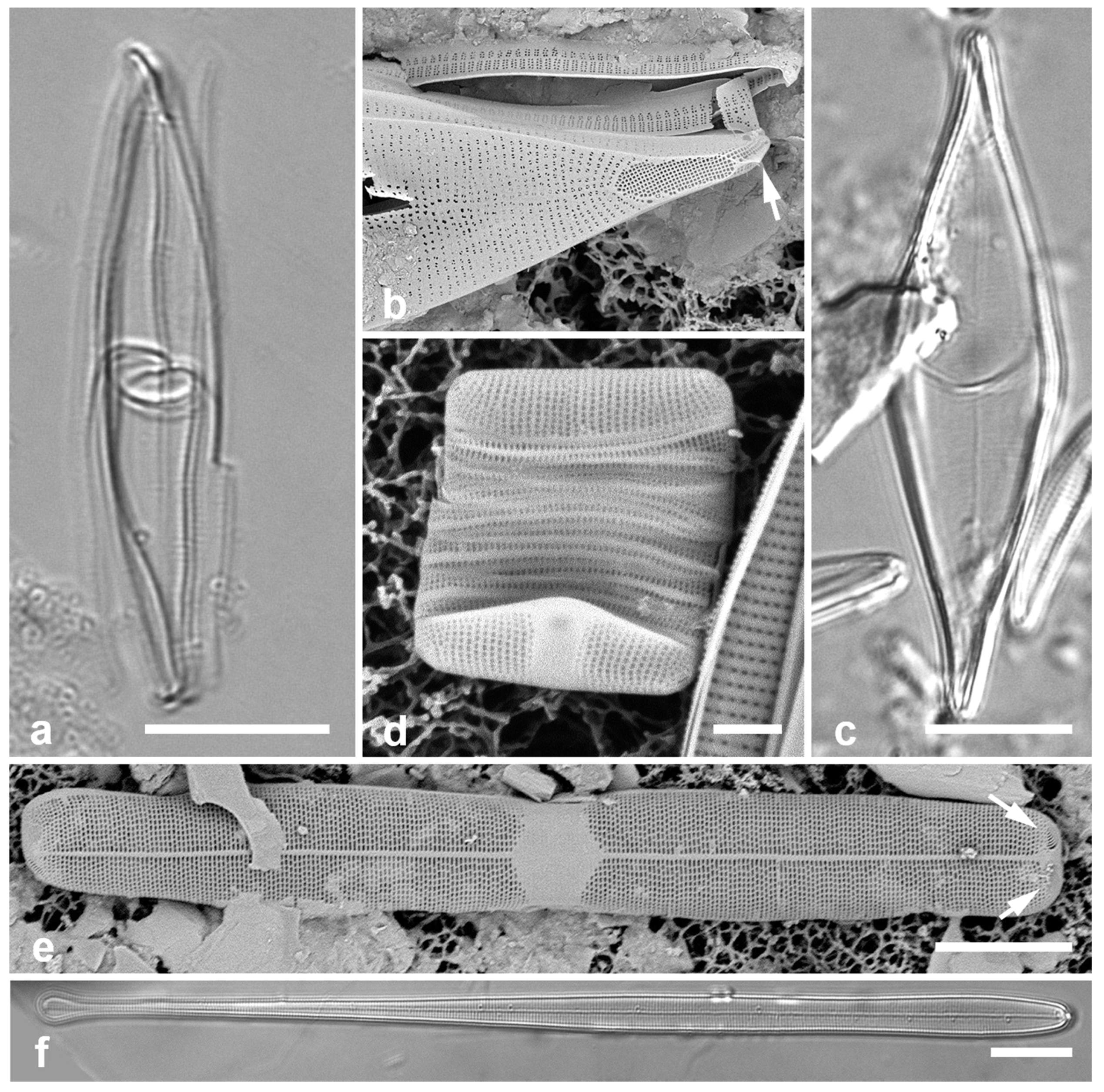 Preprints 141177 g021