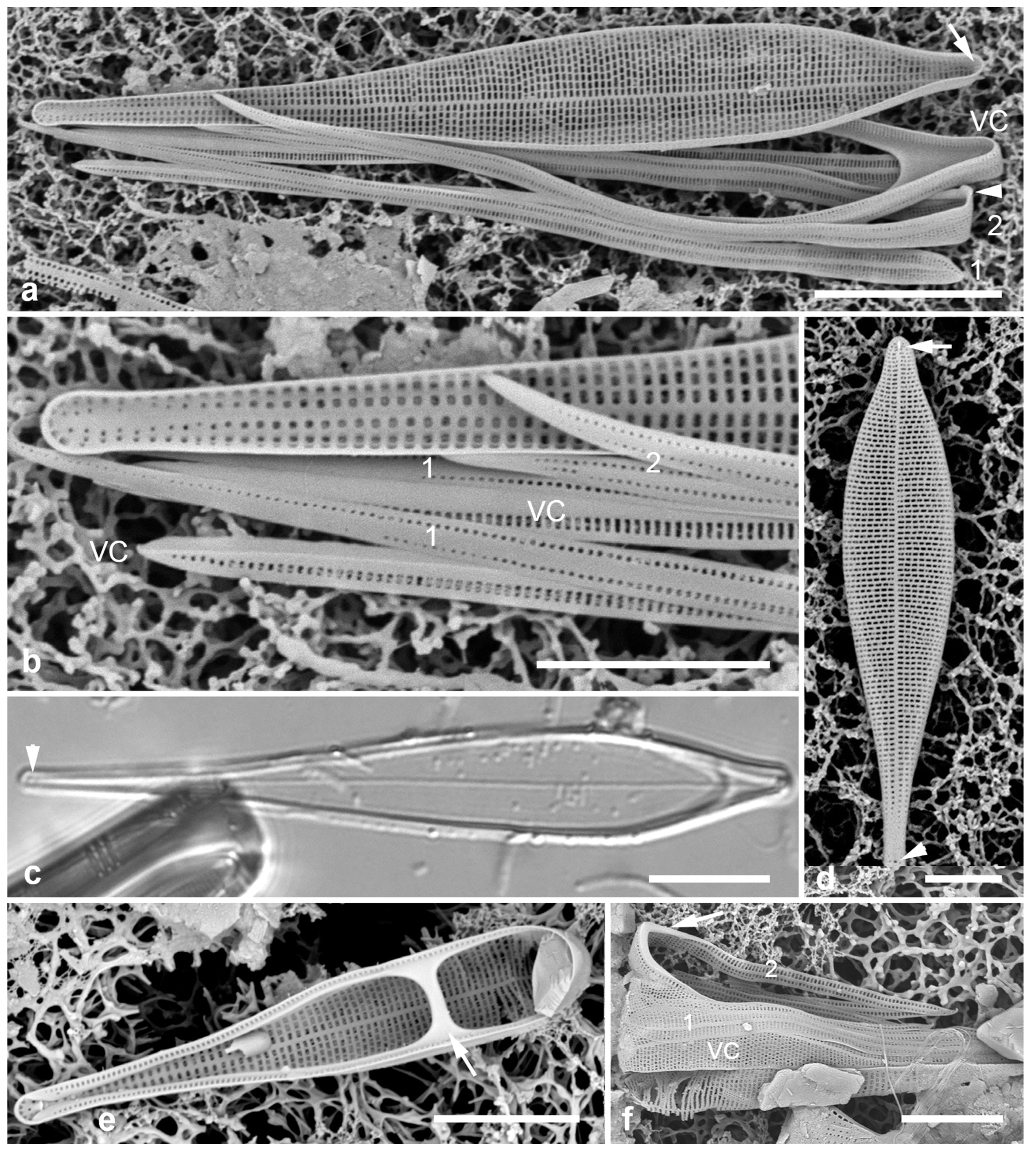 Preprints 141177 g022