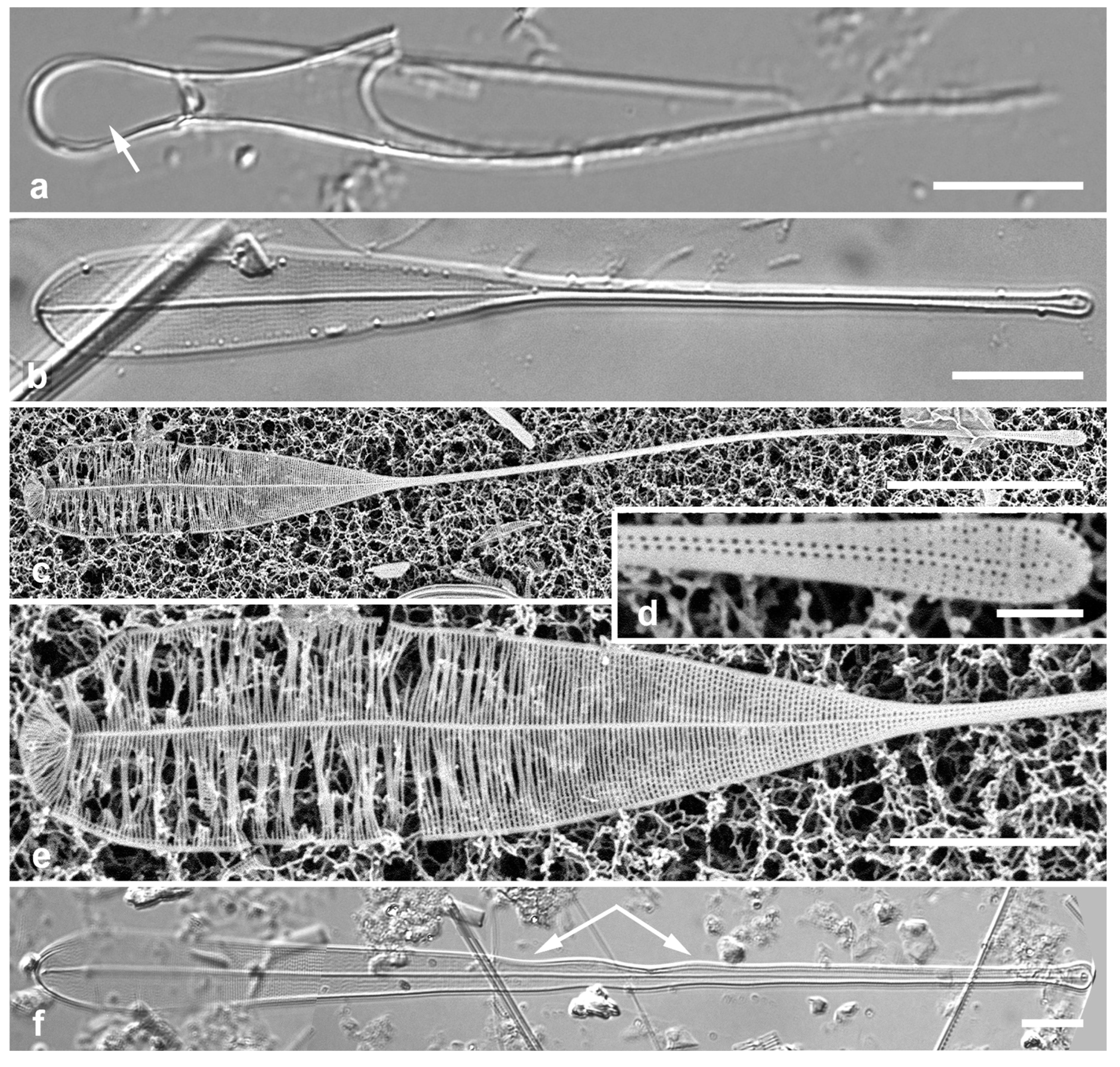 Preprints 141177 g023