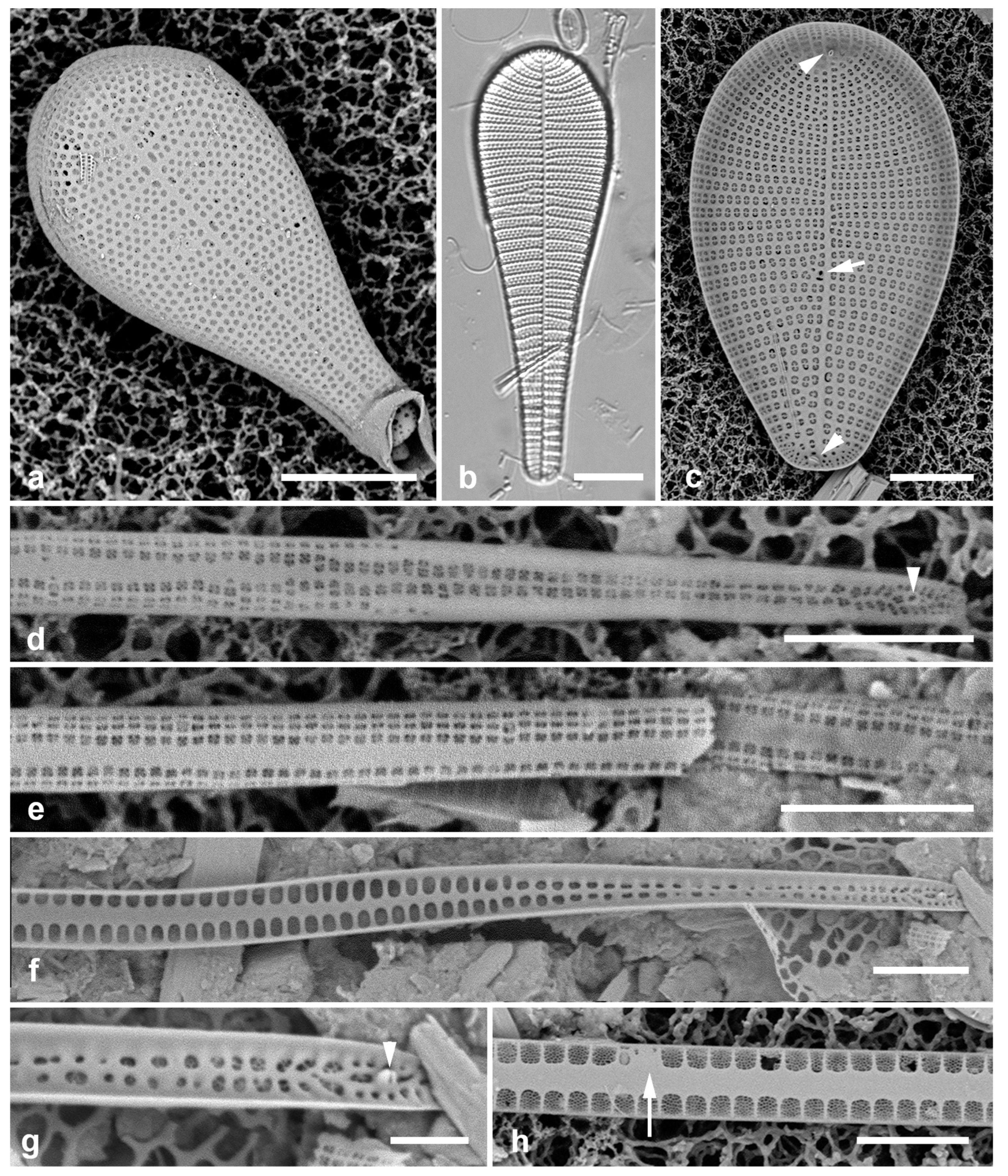 Preprints 141177 g024