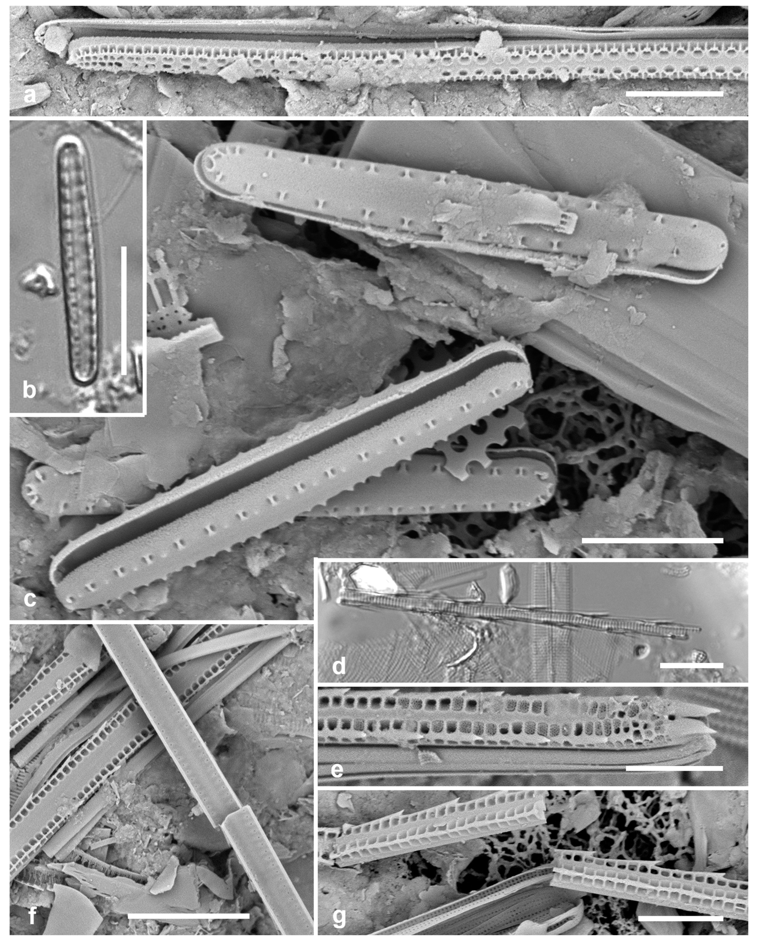 Preprints 141177 g025