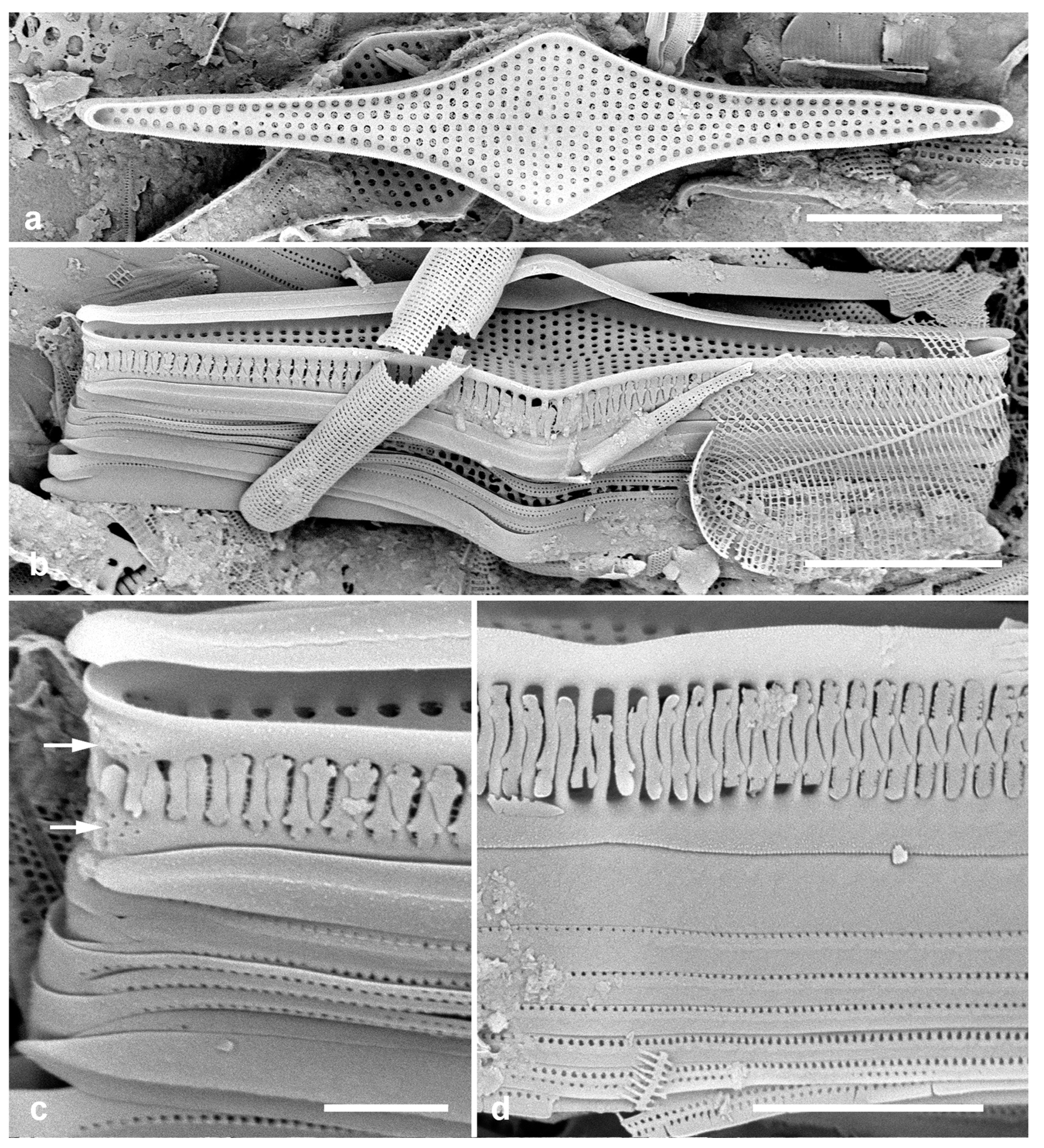 Preprints 141177 g027