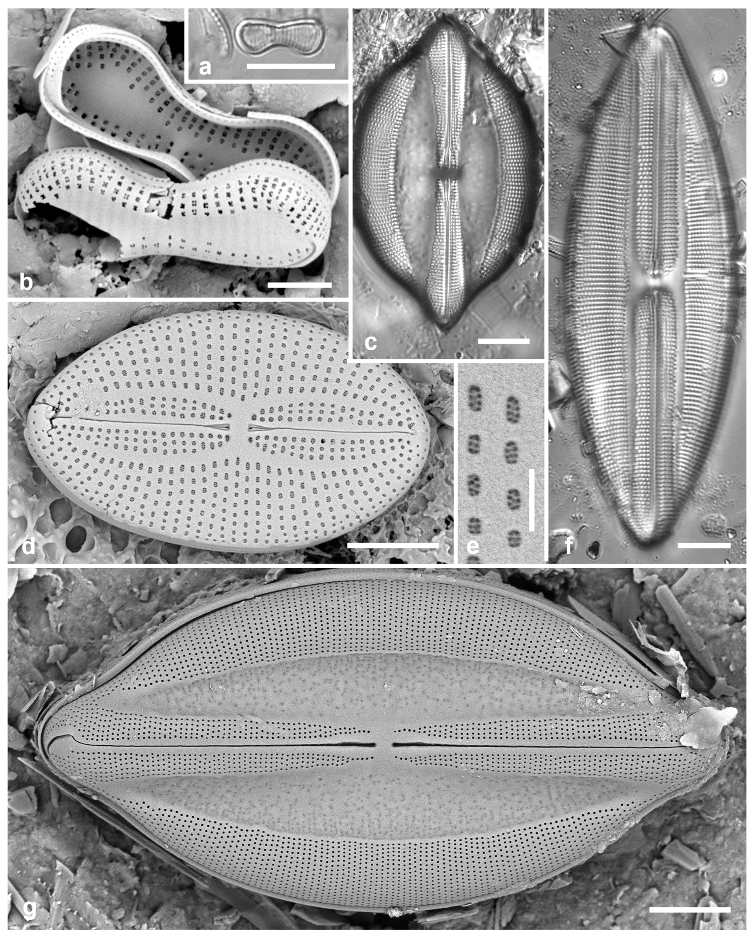 Preprints 141177 g028
