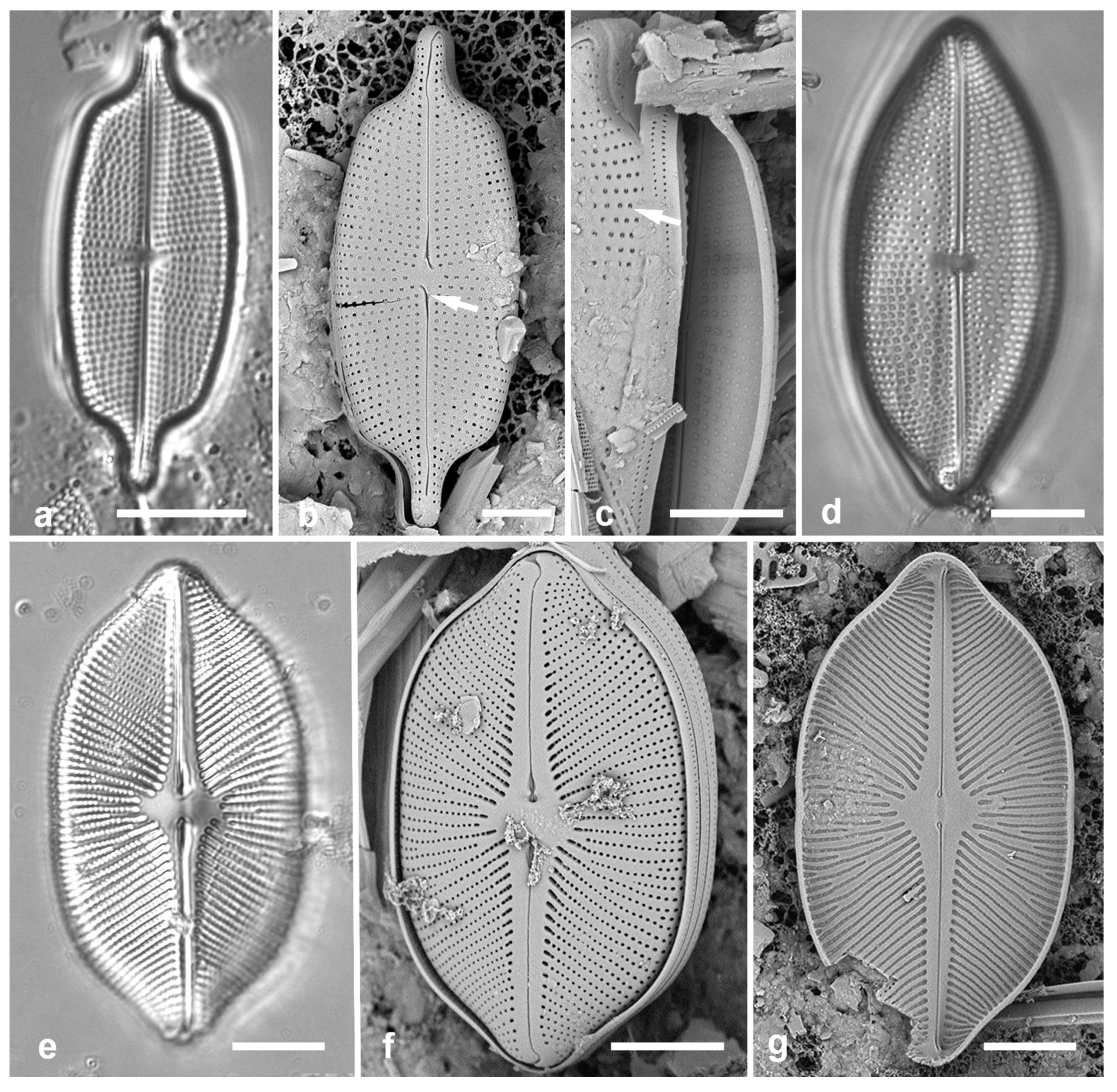 Preprints 141177 g029