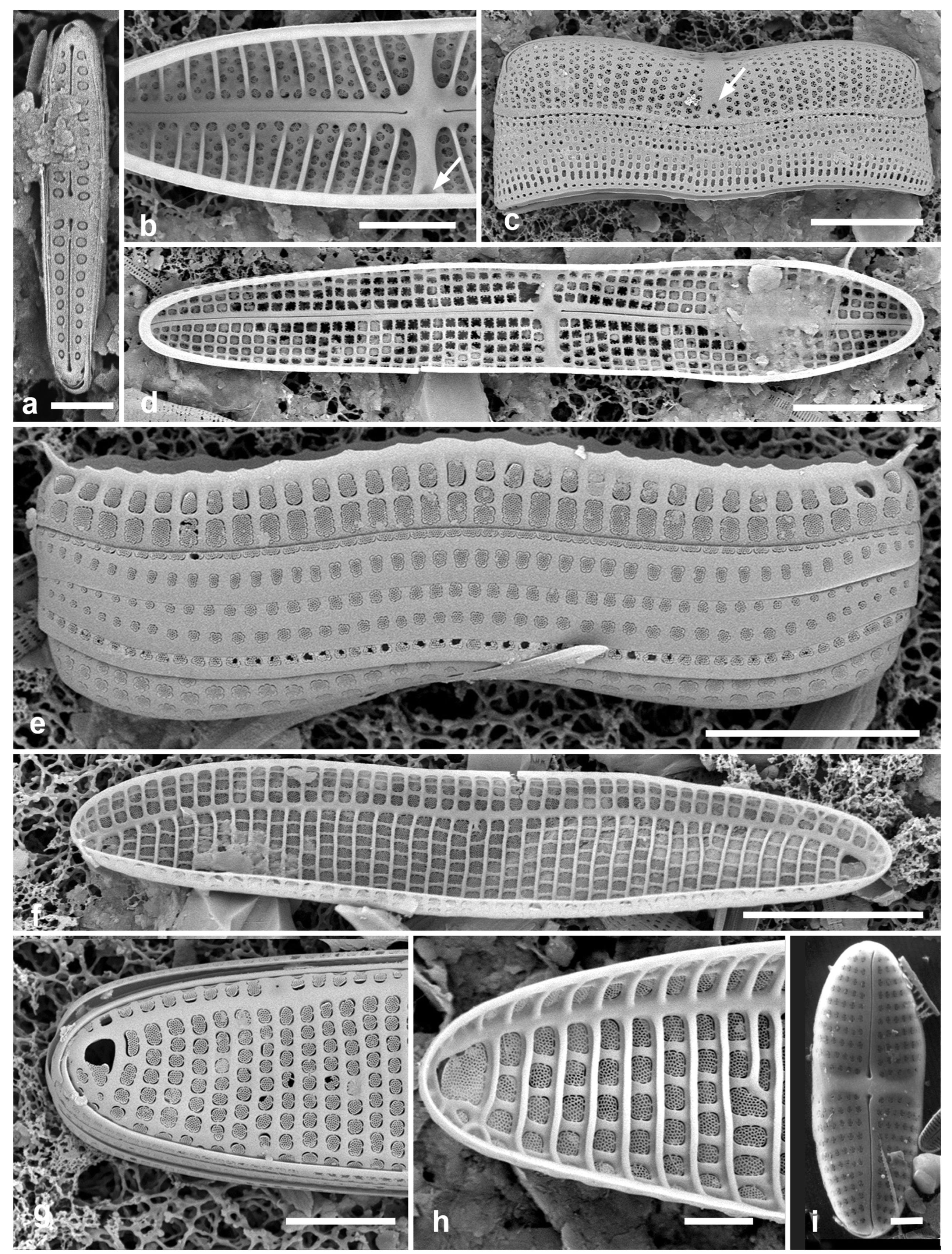Preprints 141177 g031