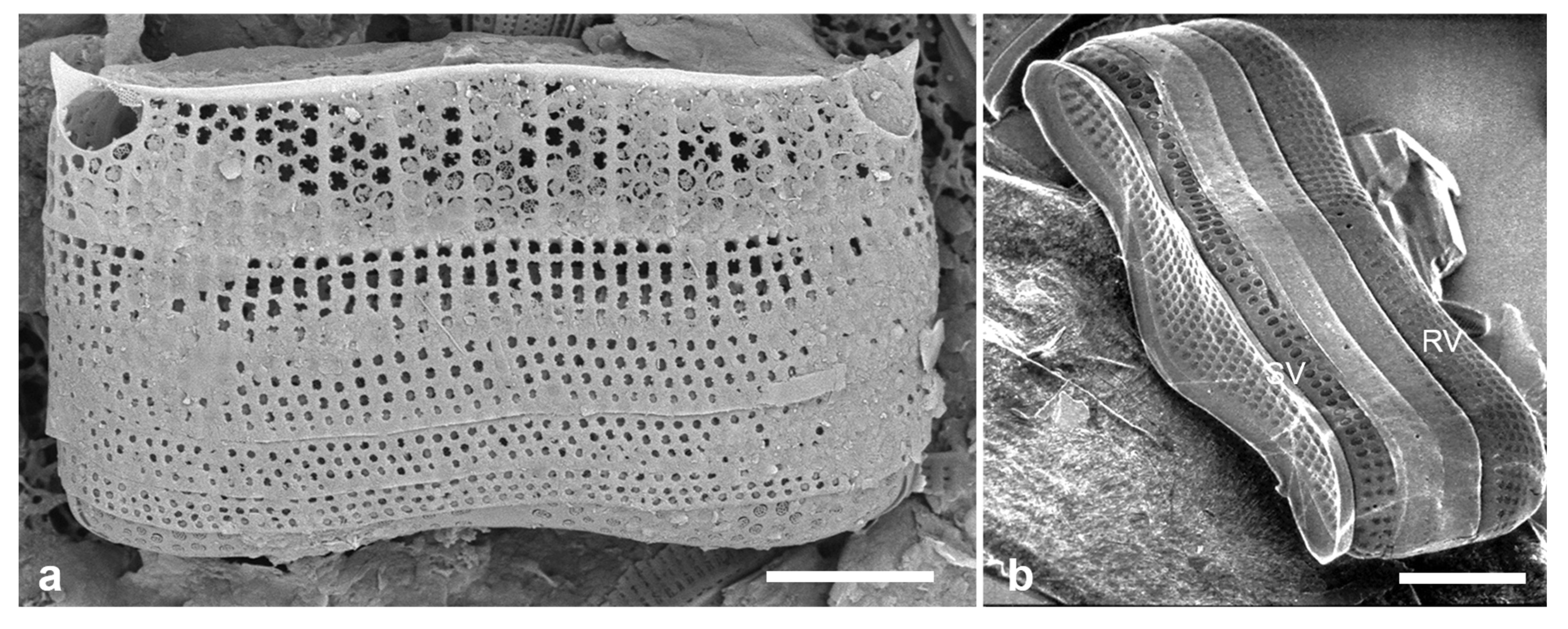 Preprints 141177 g033