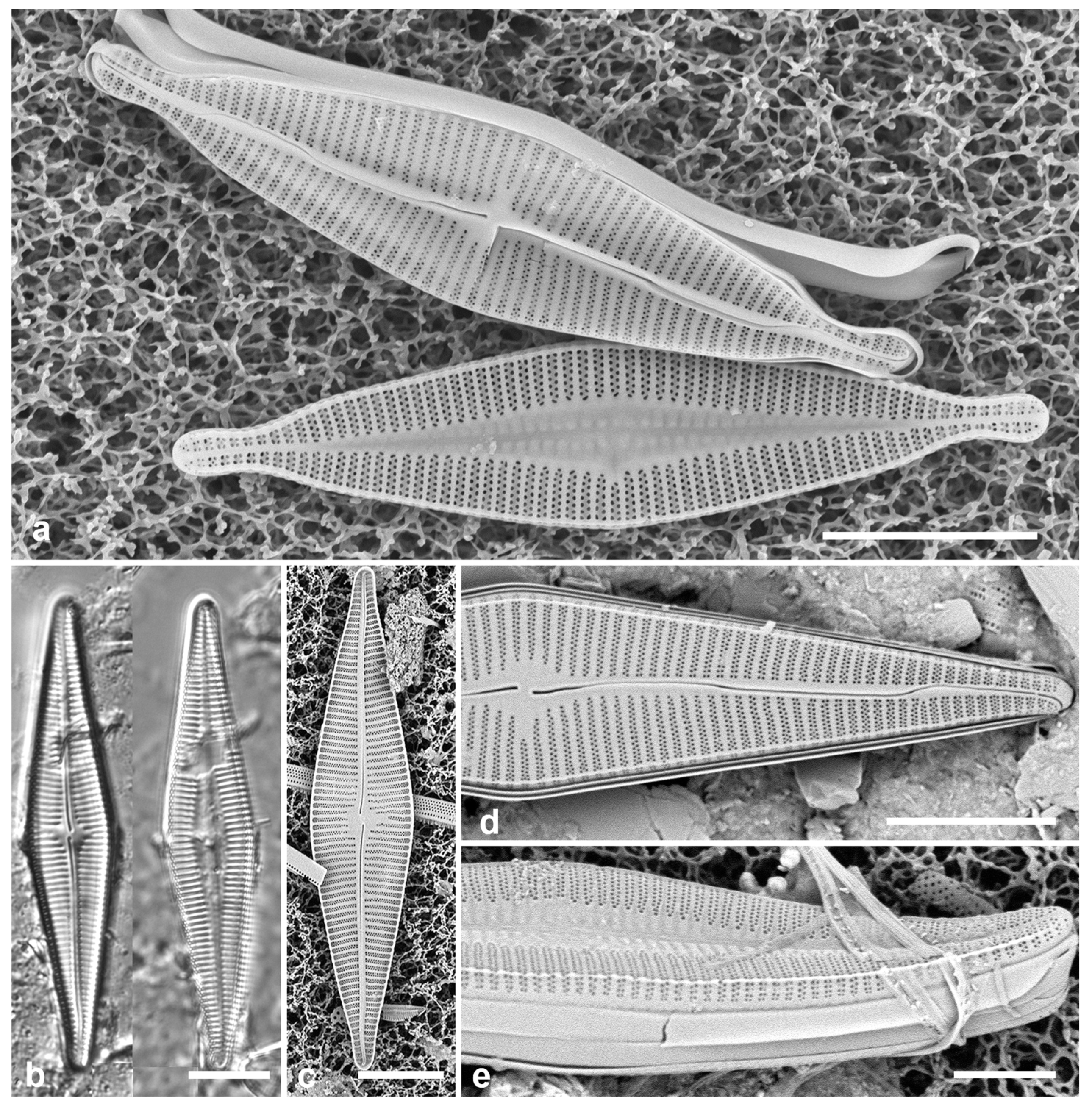 Preprints 141177 g035