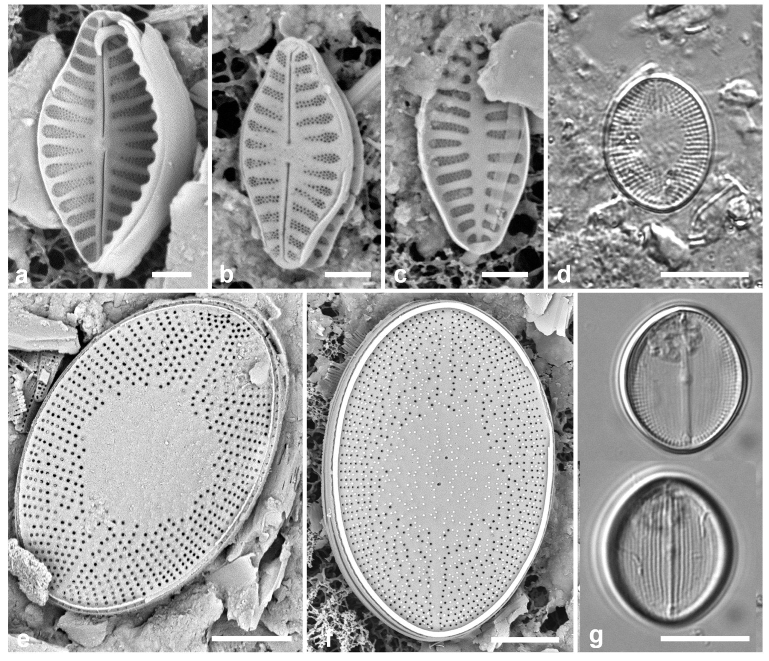 Preprints 141177 g036