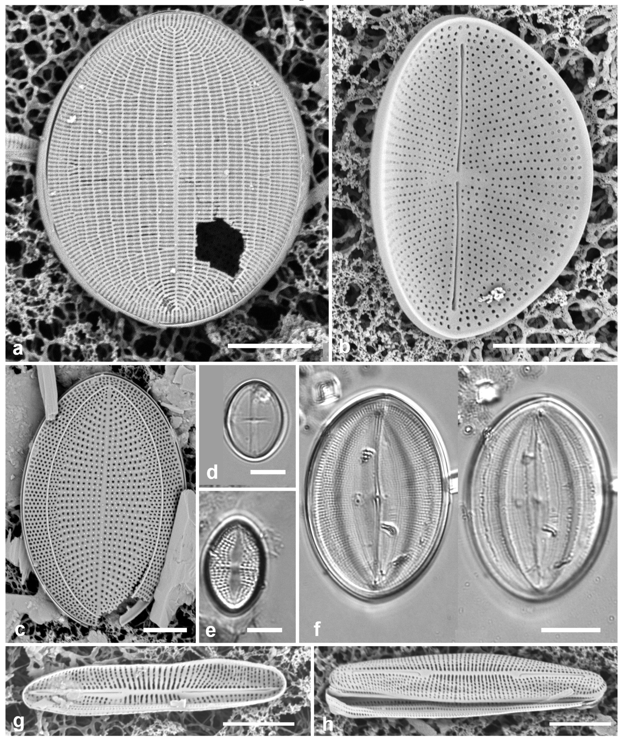 Preprints 141177 g037