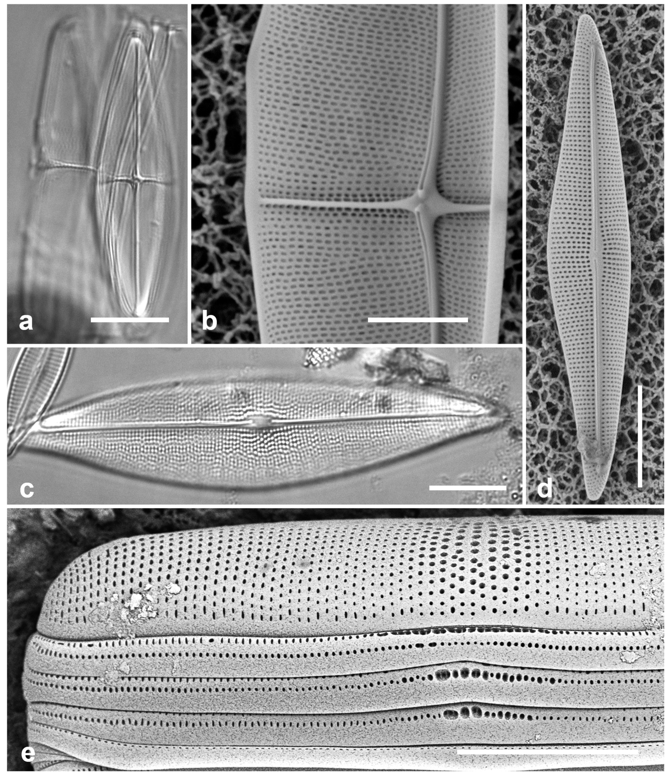 Preprints 141177 g038