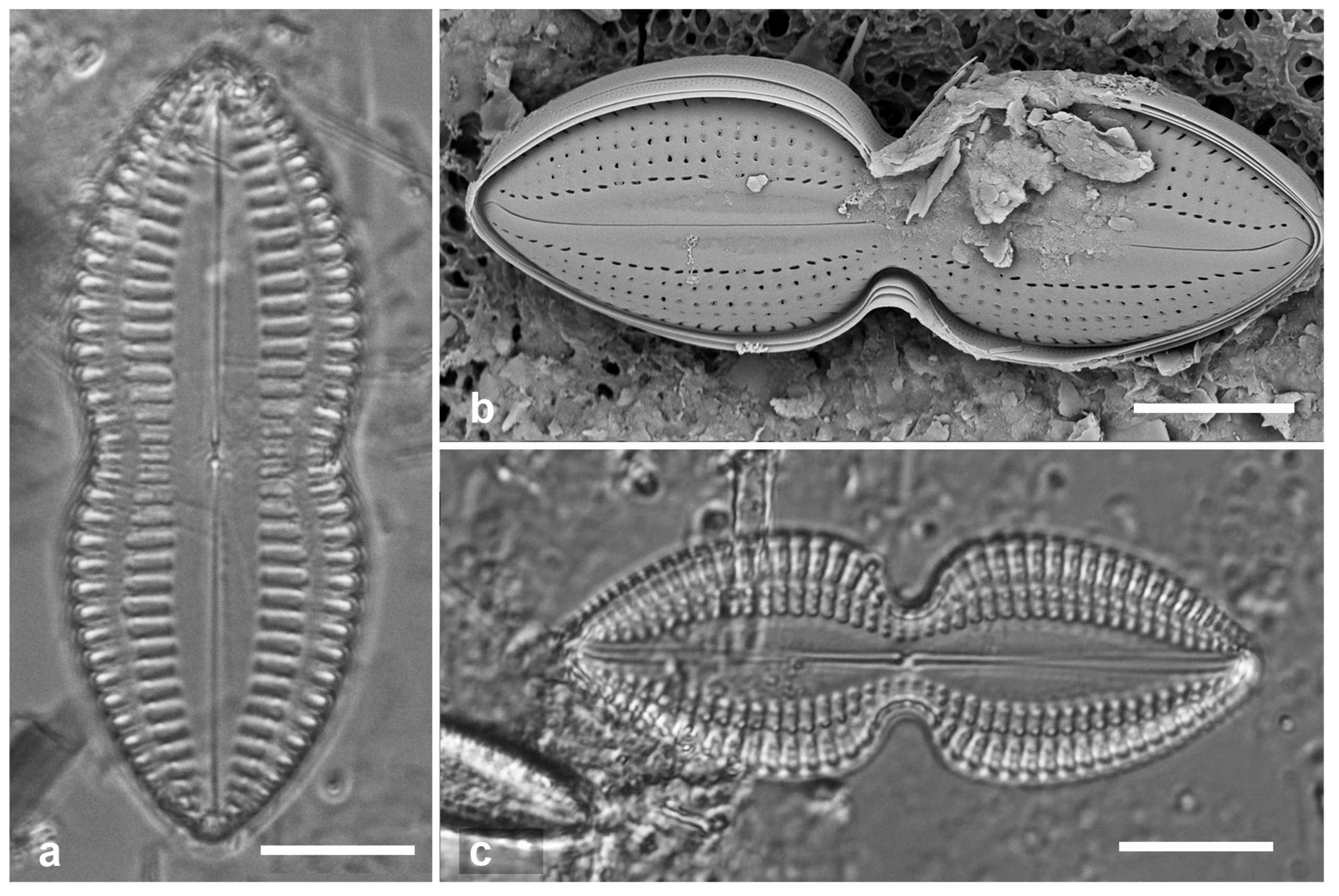 Preprints 141177 g040