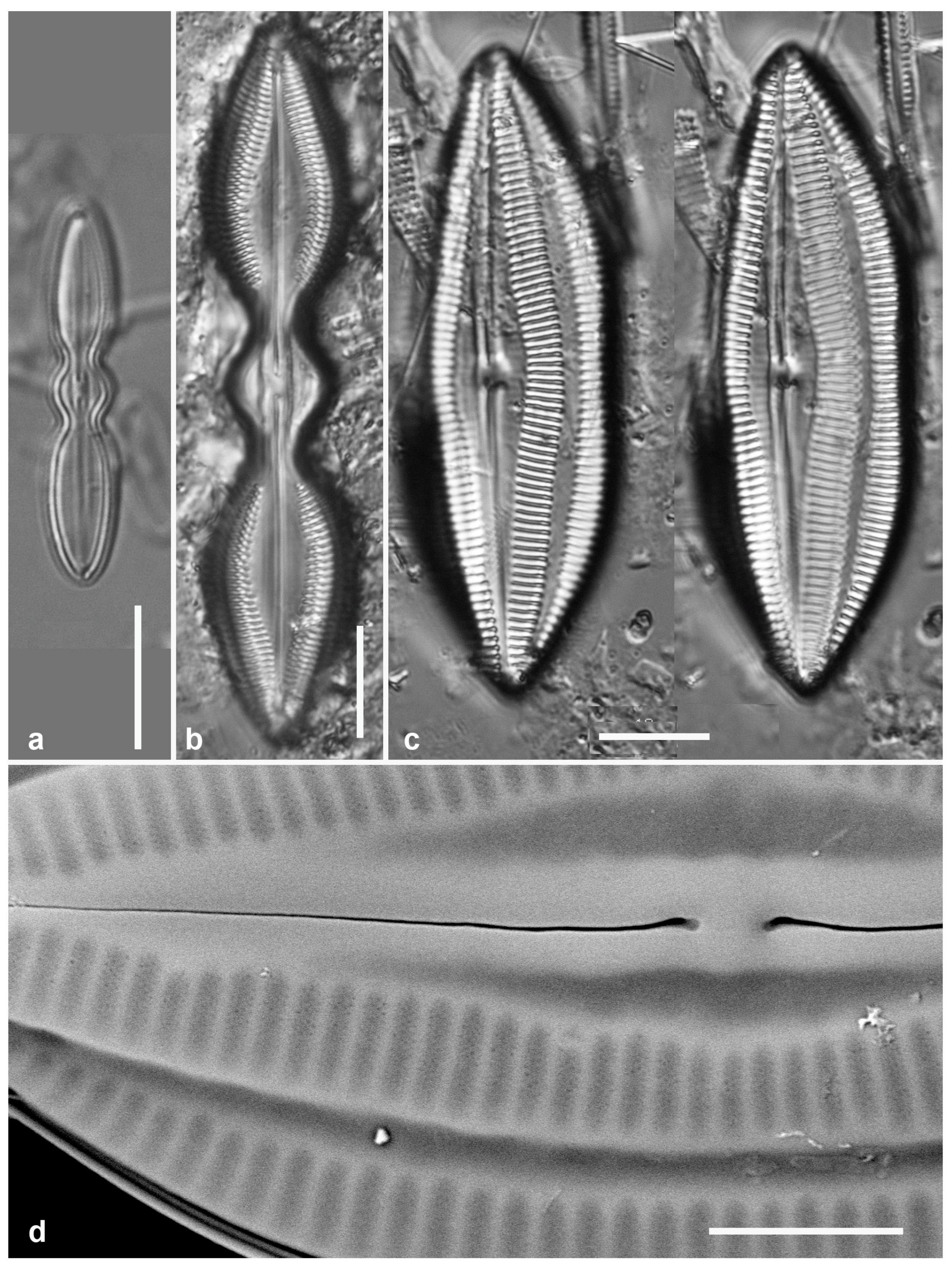 Preprints 141177 g041