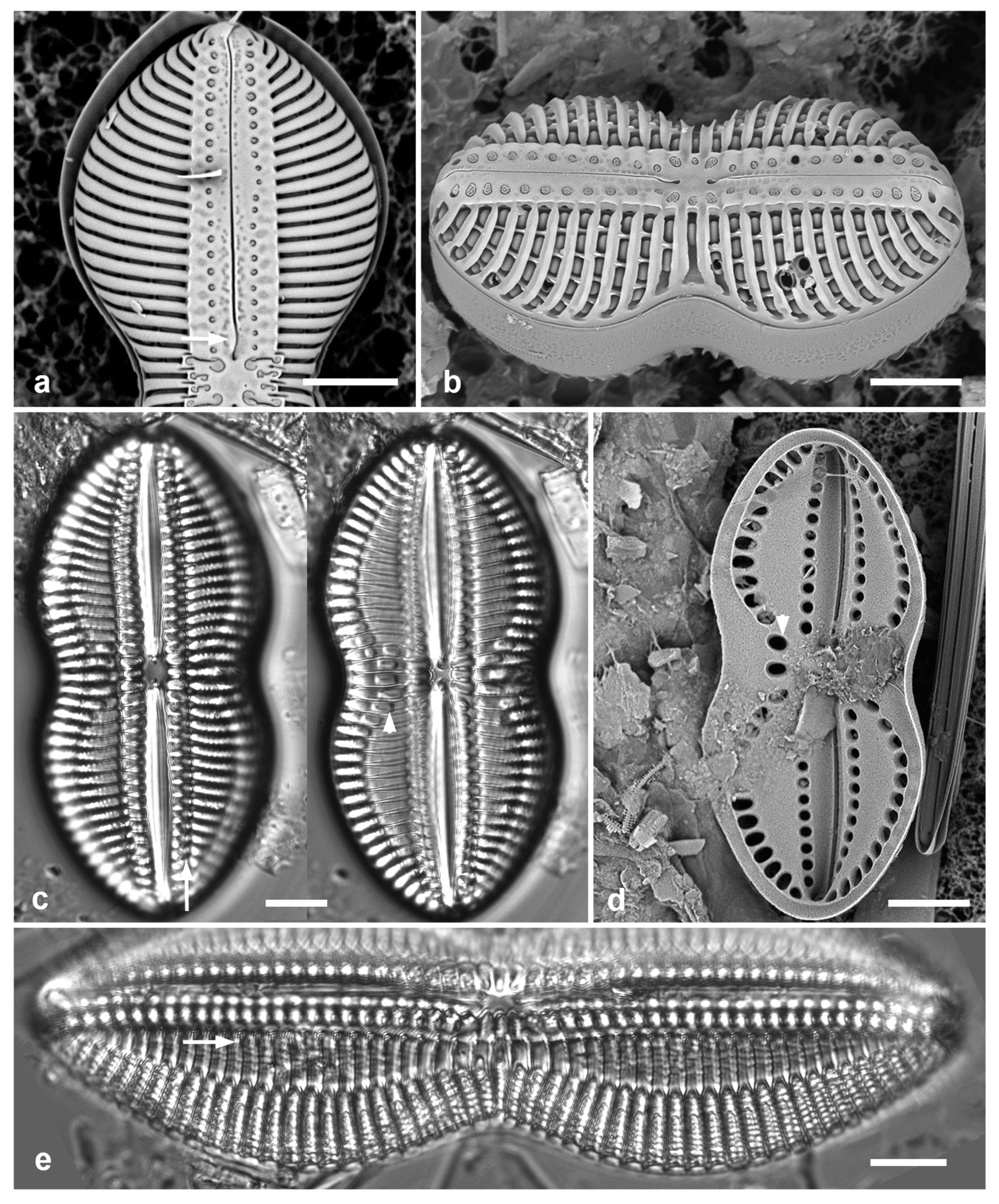 Preprints 141177 g043
