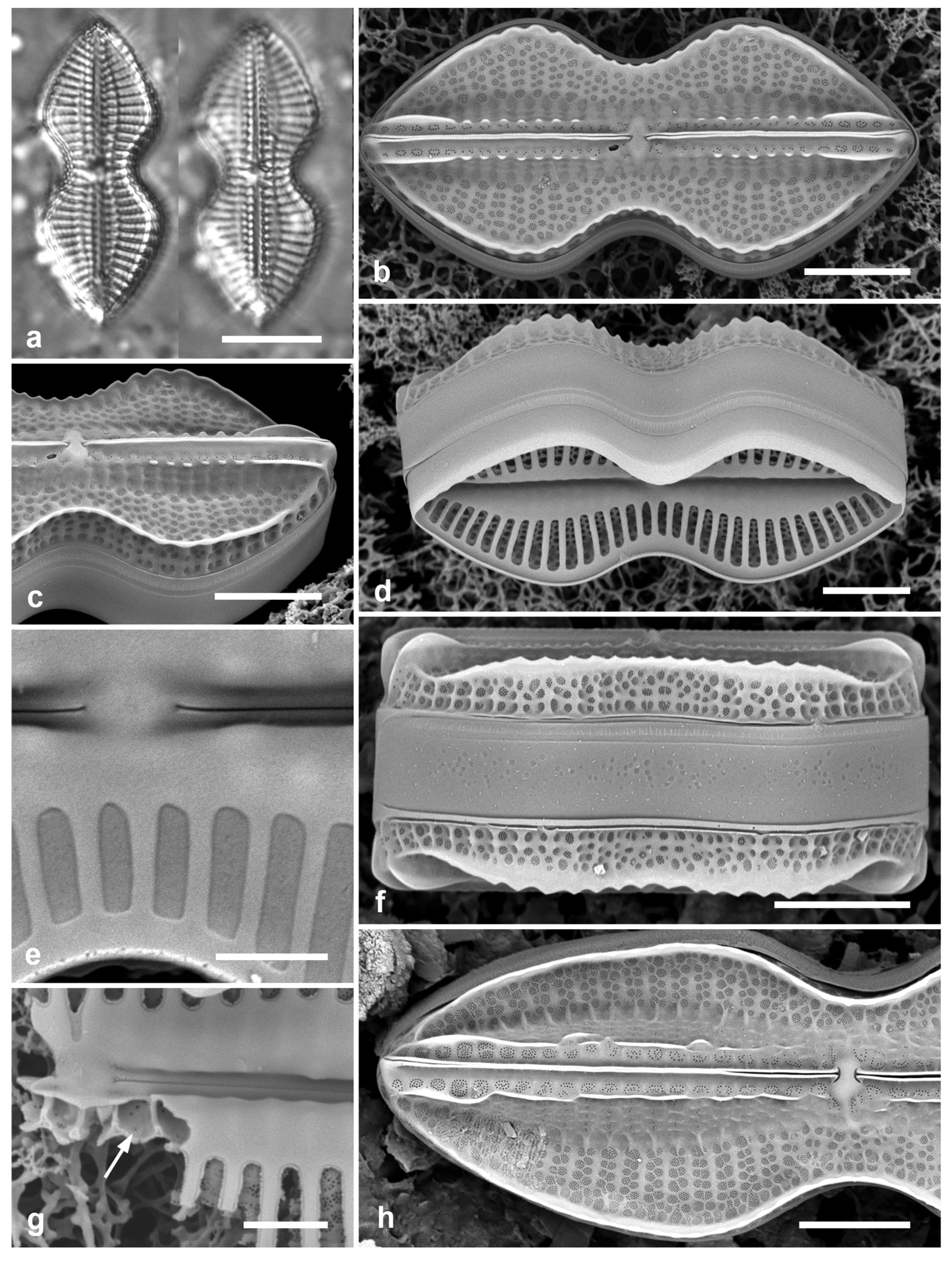 Preprints 141177 g044