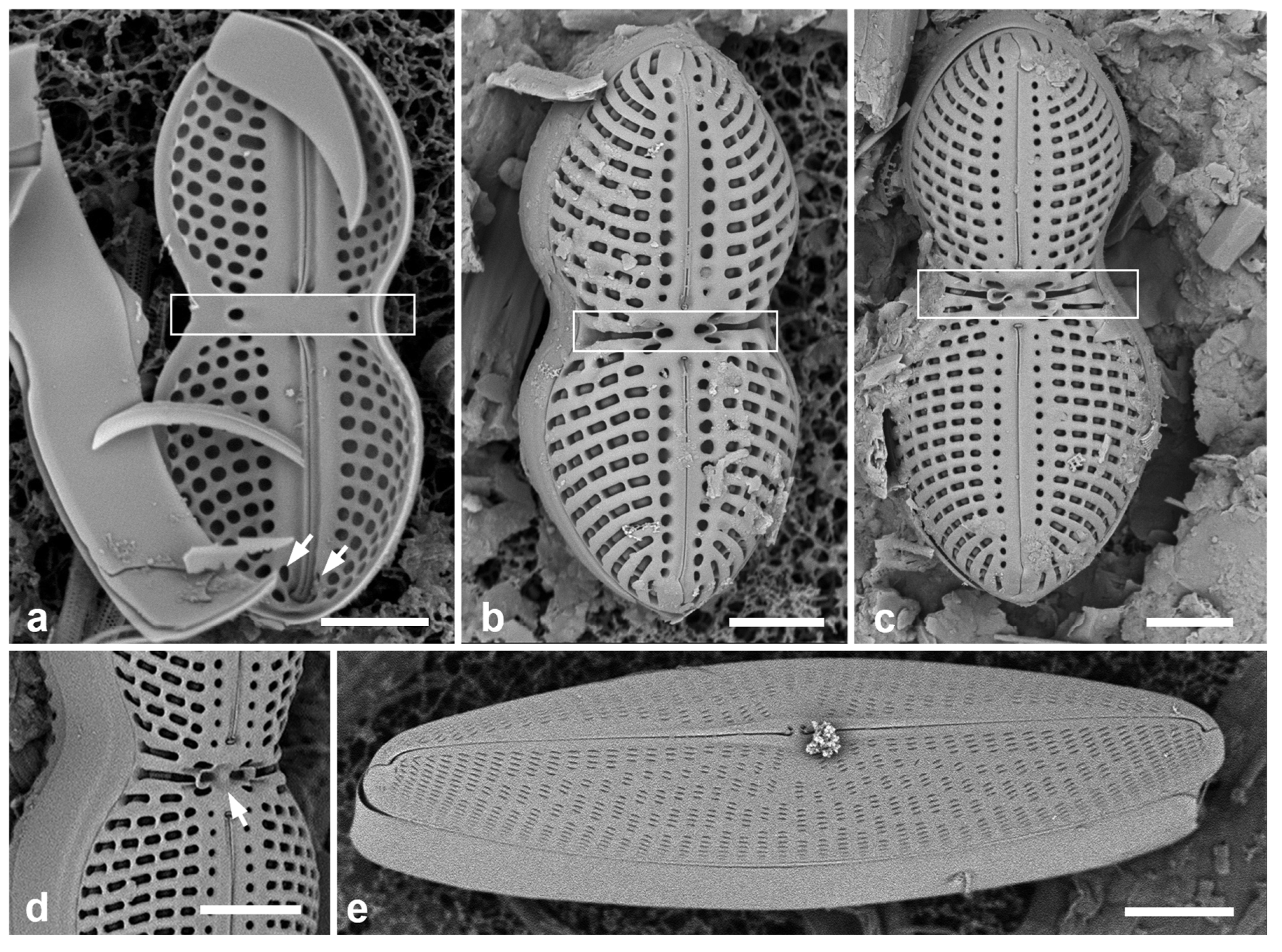 Preprints 141177 g046