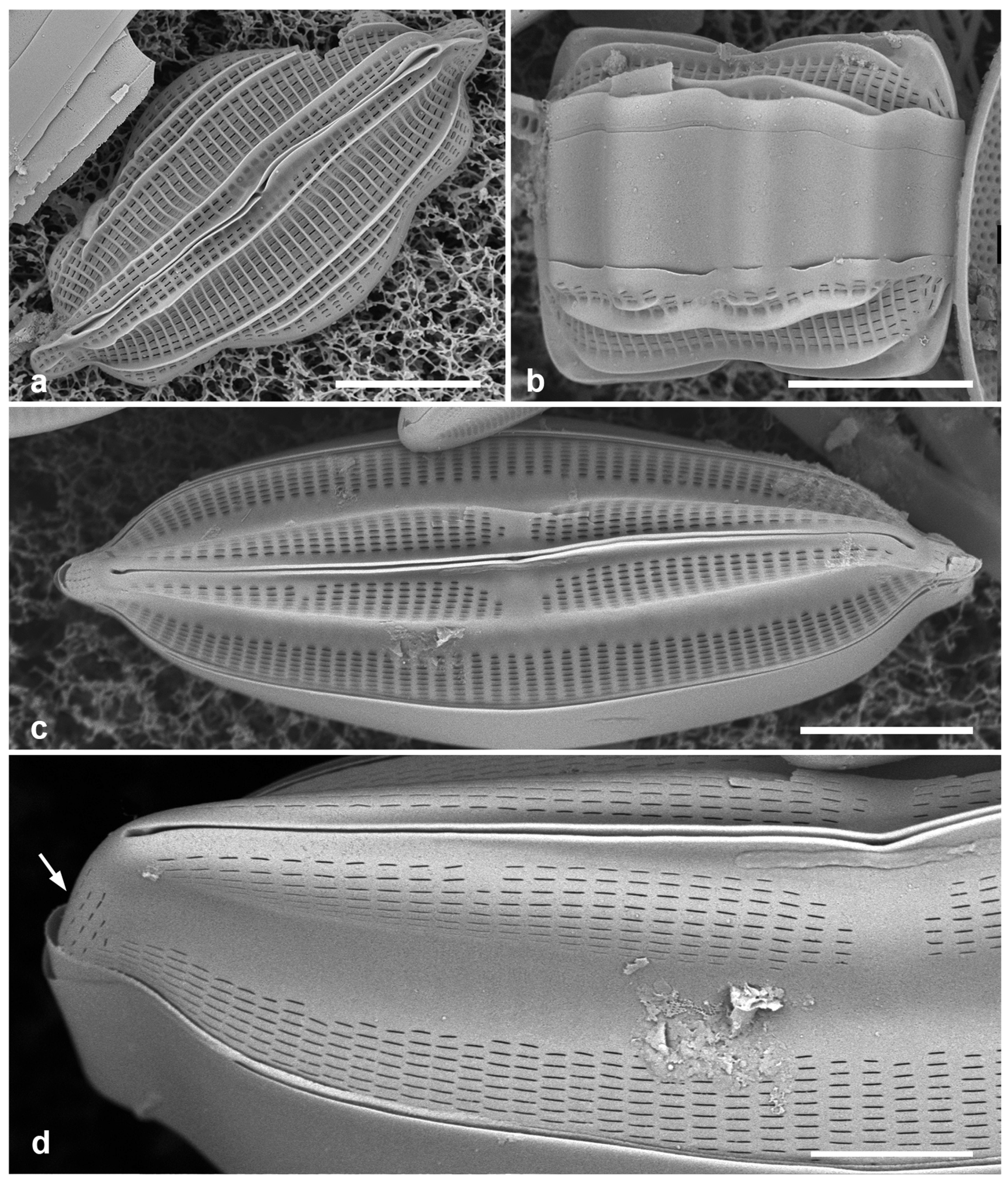 Preprints 141177 g047