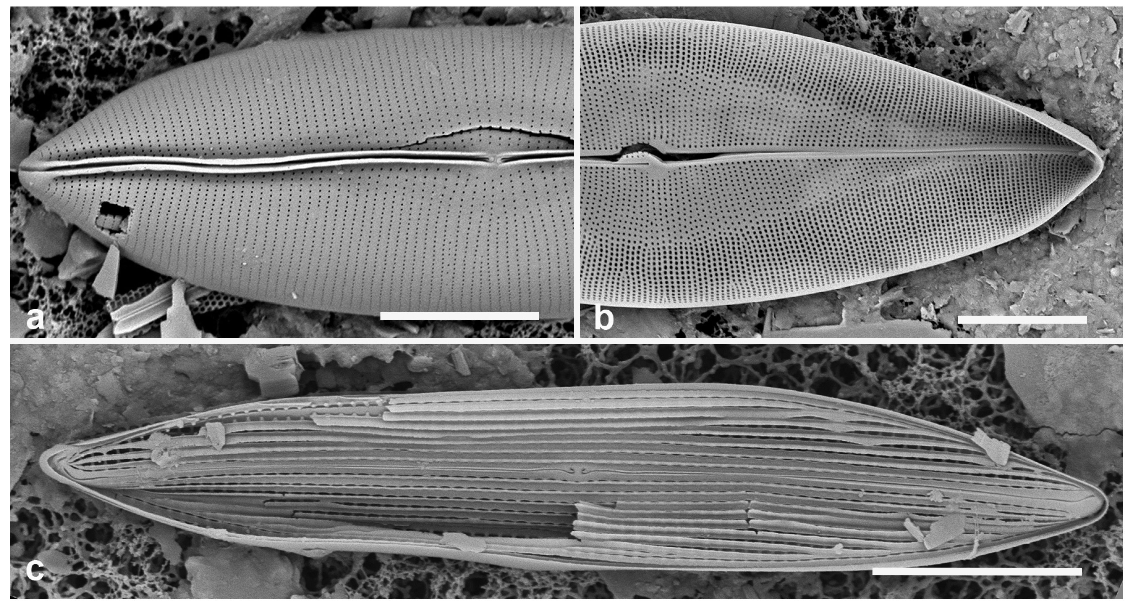 Preprints 141177 g049