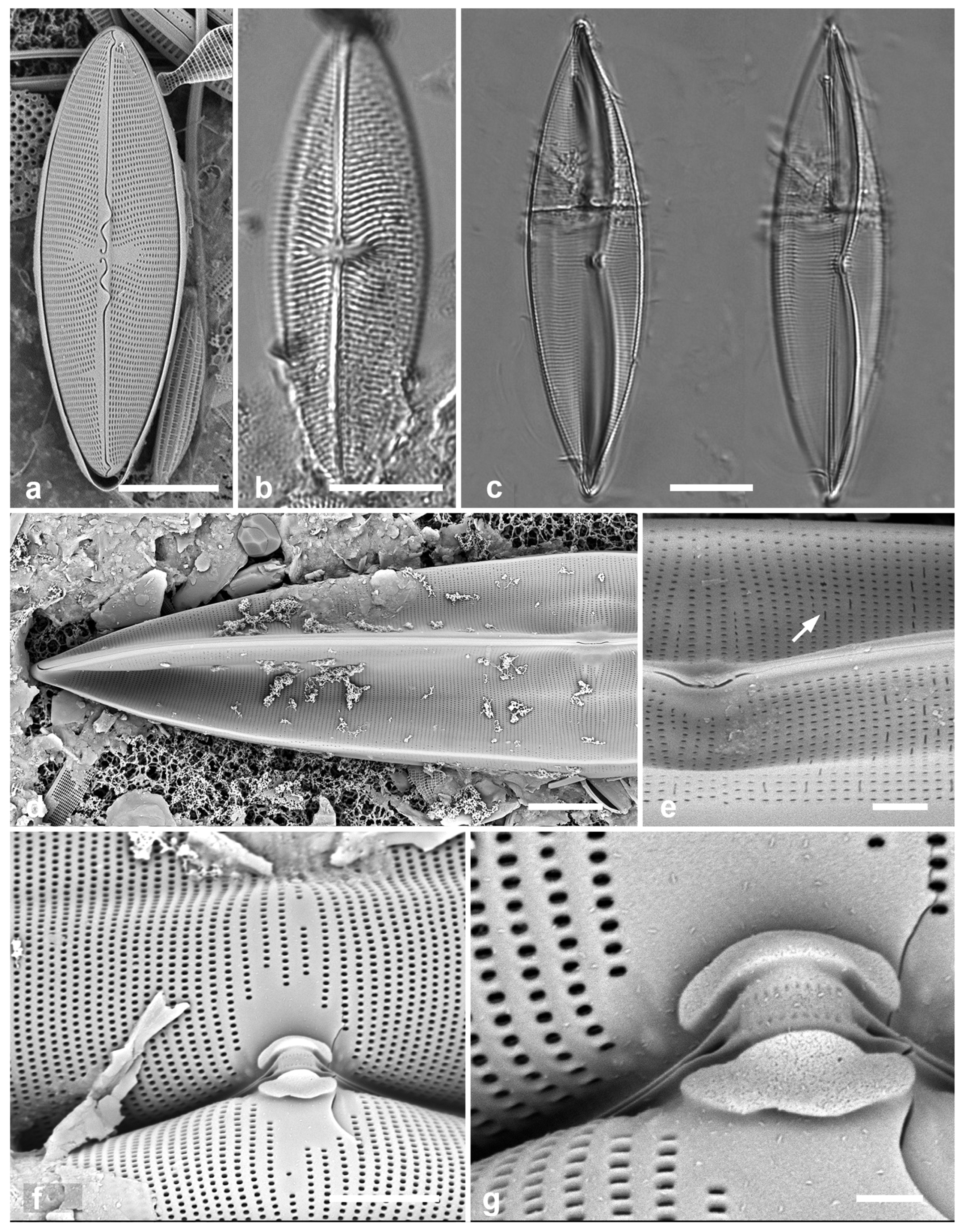 Preprints 141177 g050