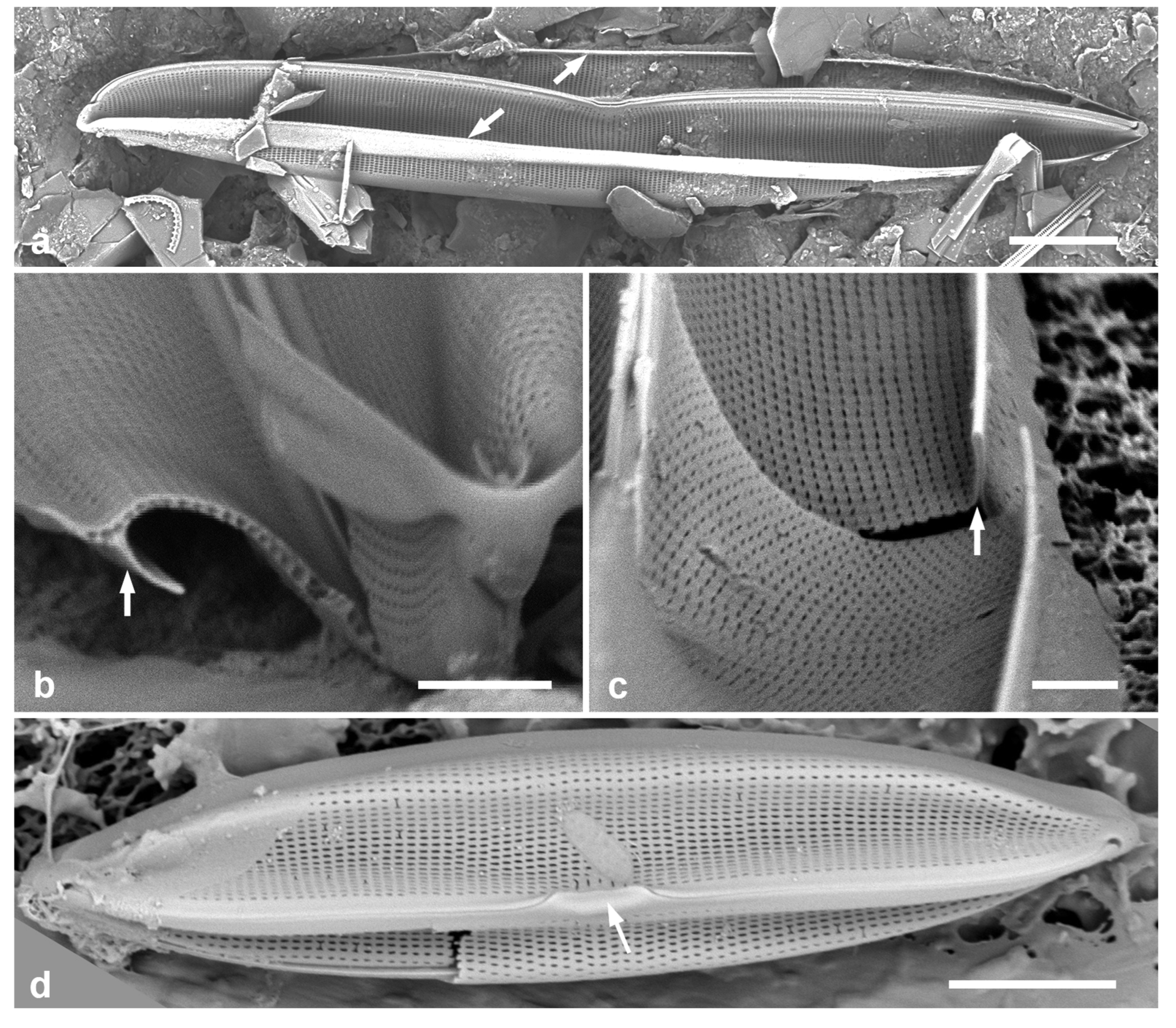 Preprints 141177 g051