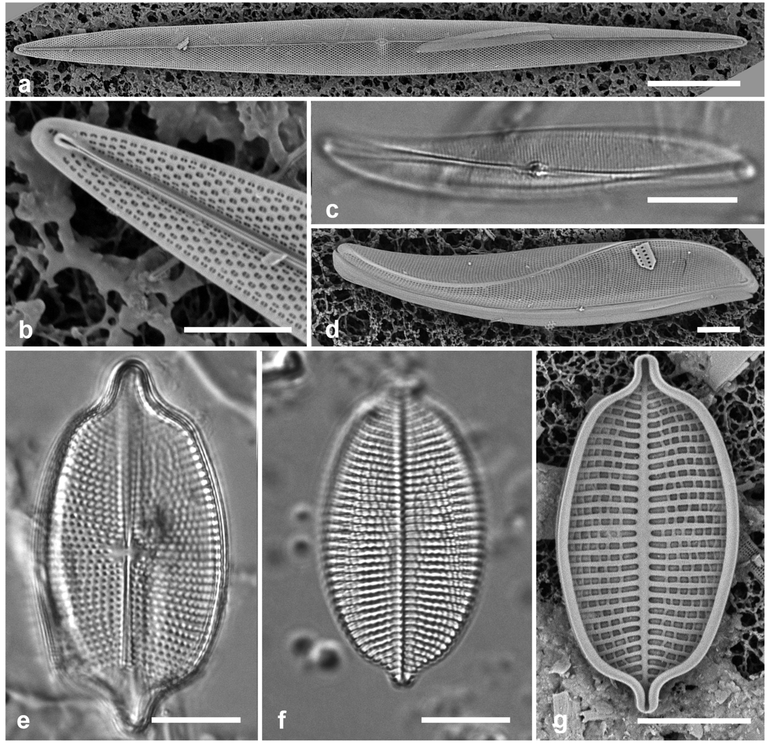 Preprints 141177 g052