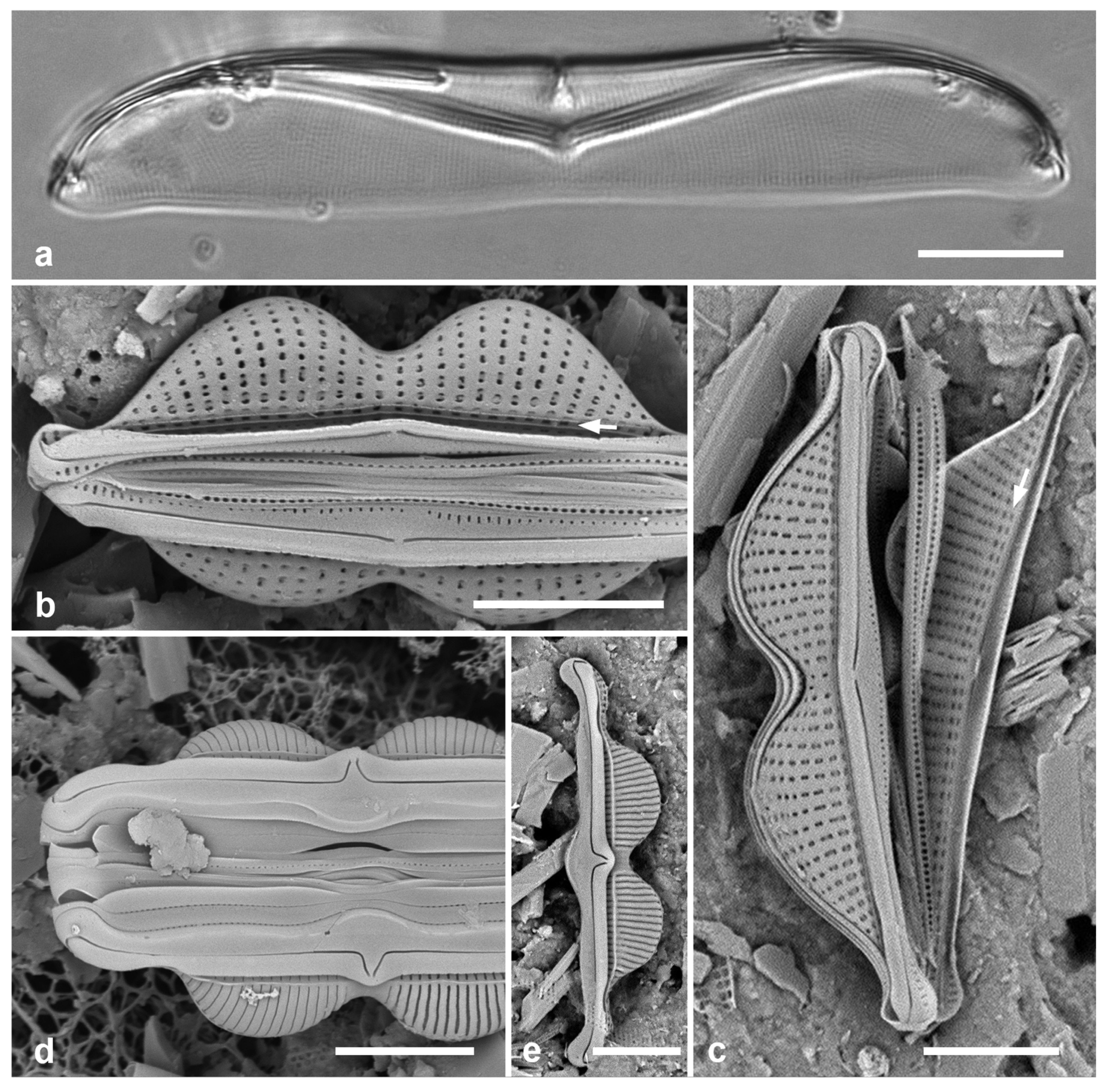 Preprints 141177 g053