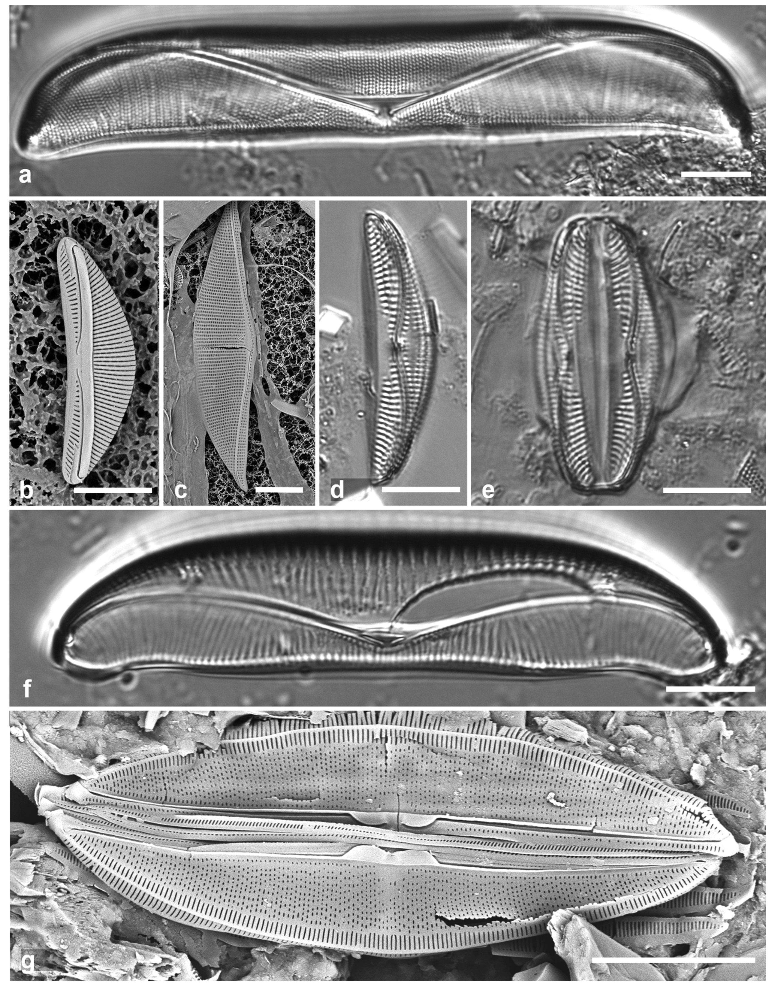 Preprints 141177 g054