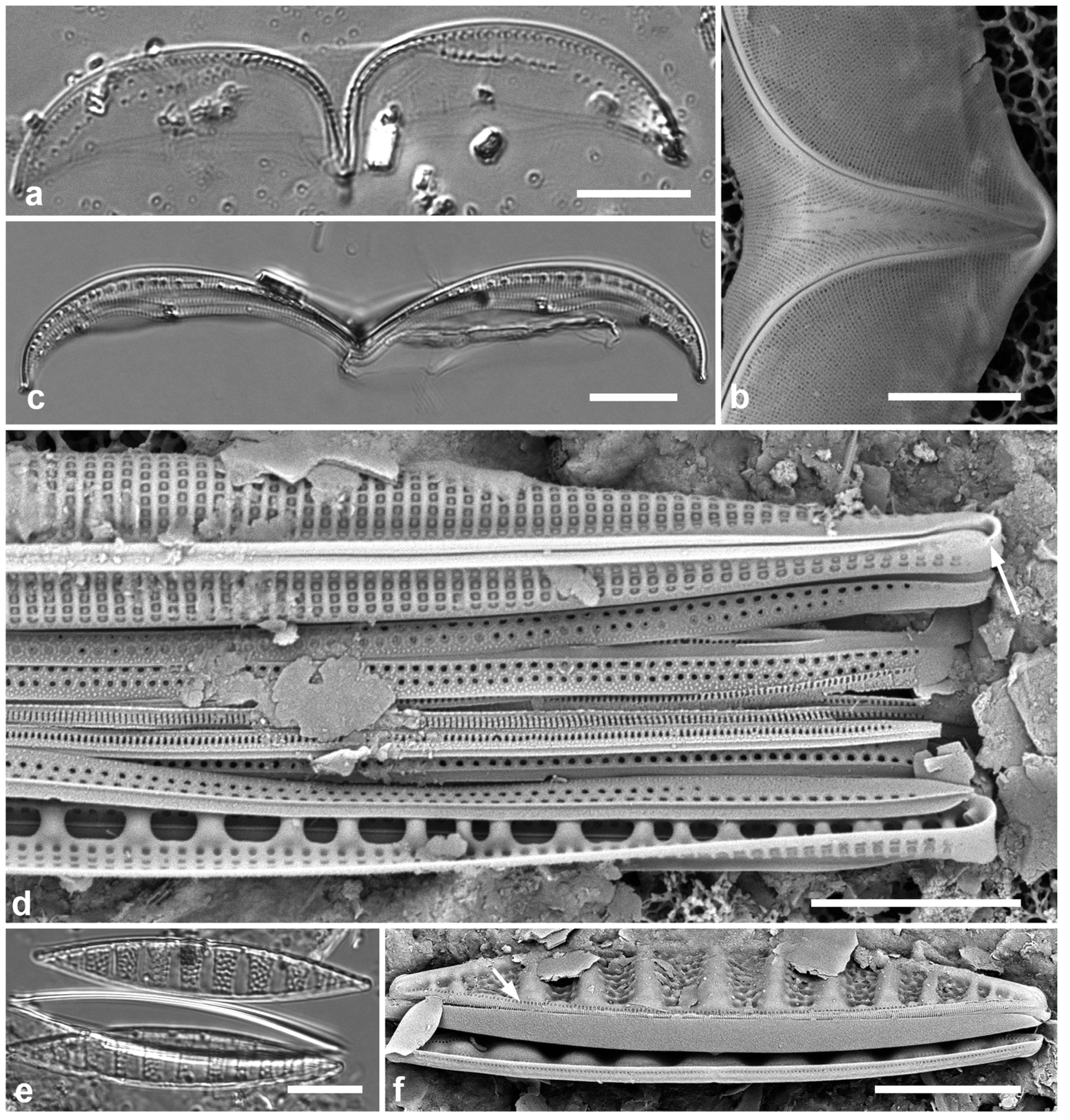 Preprints 141177 g055