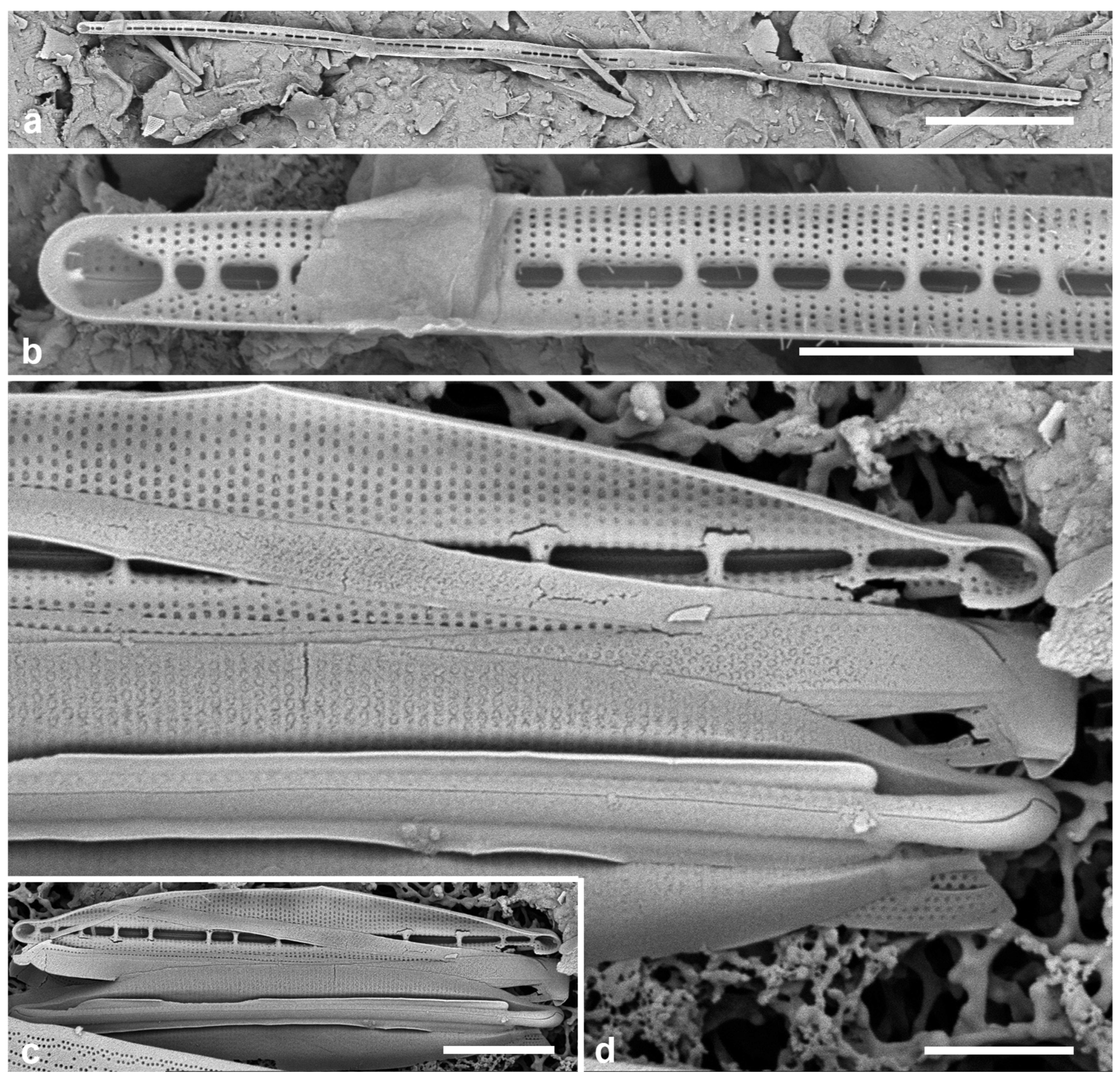 Preprints 141177 g057