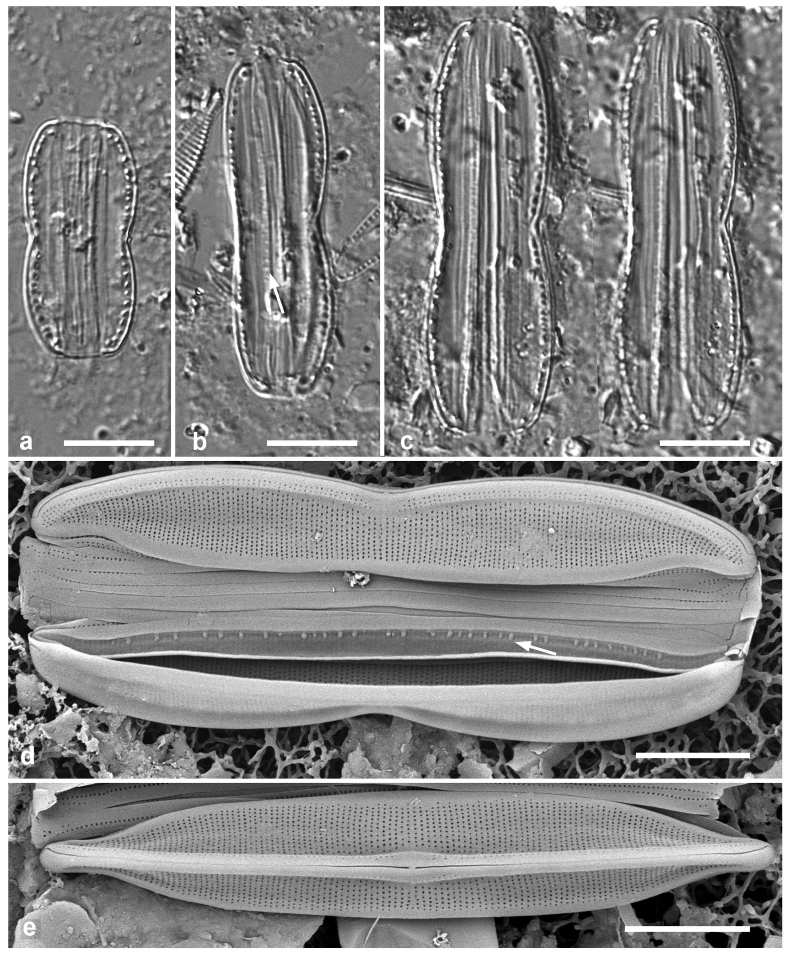 Preprints 141177 g059