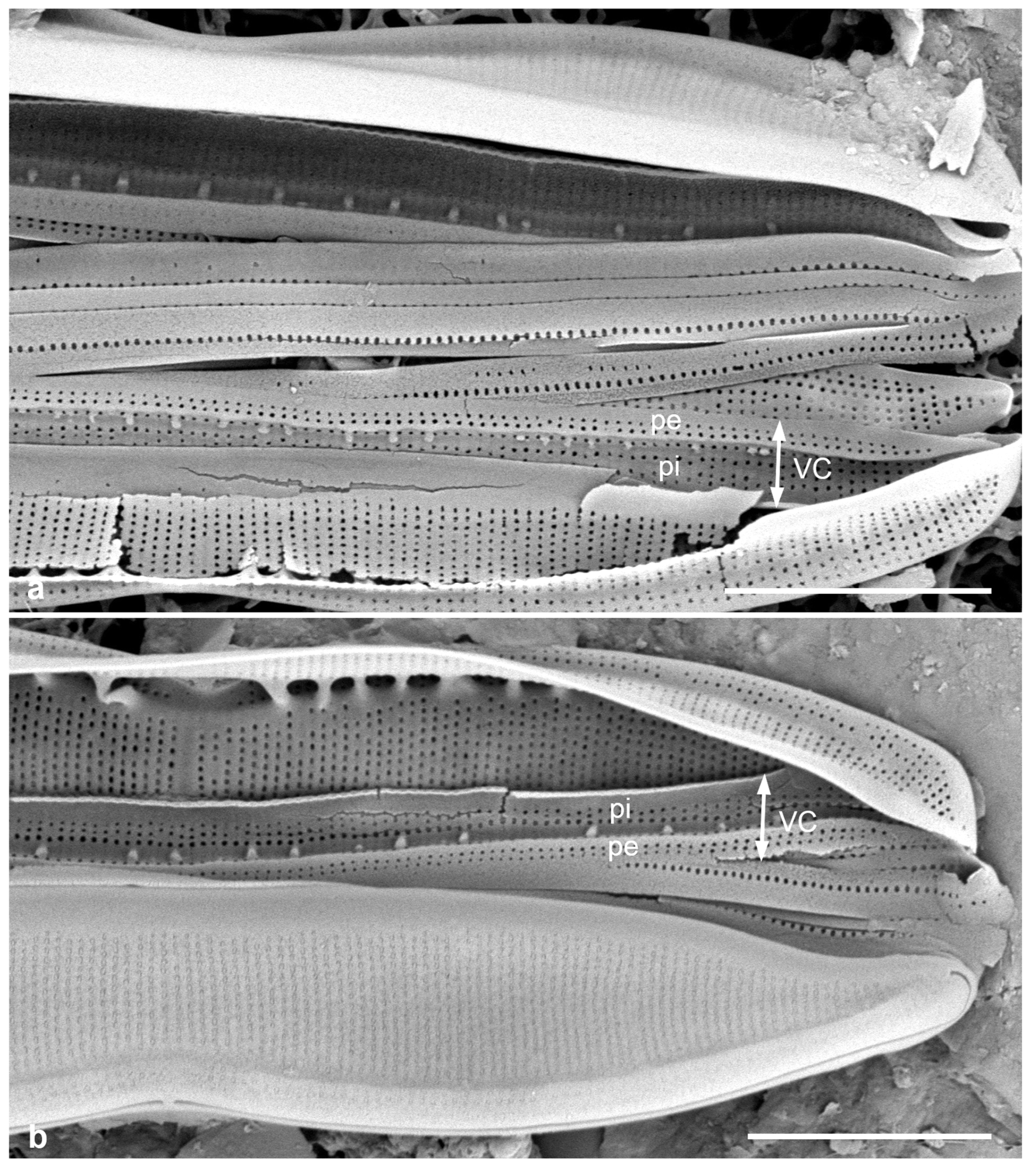 Preprints 141177 g060