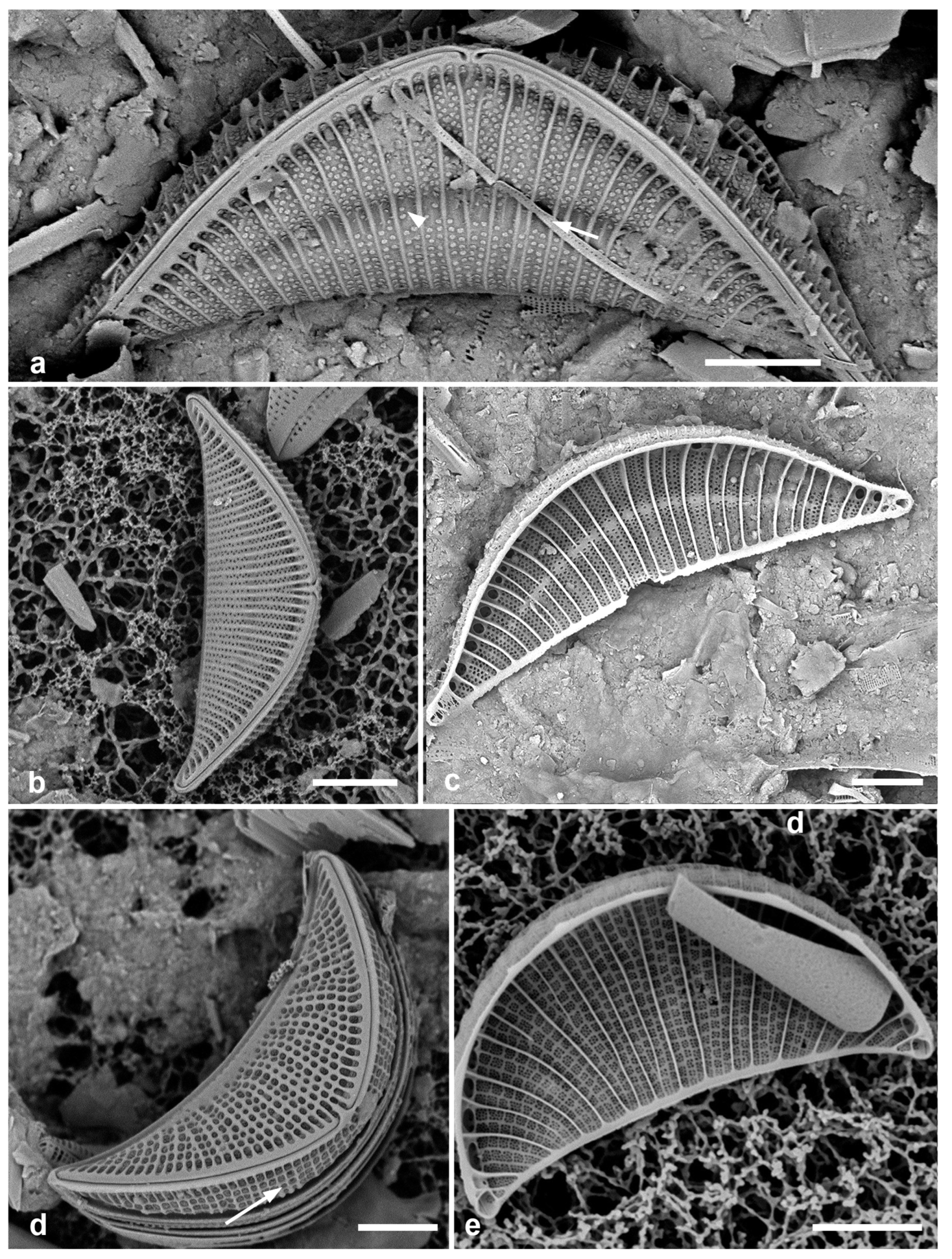 Preprints 141177 g063