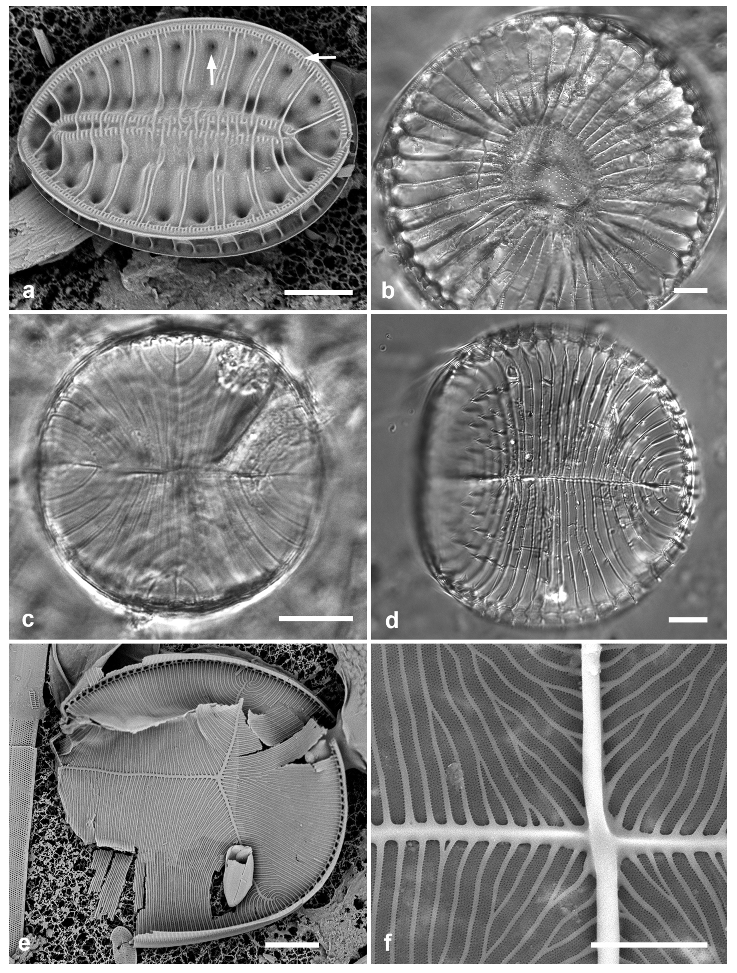 Preprints 141177 g066