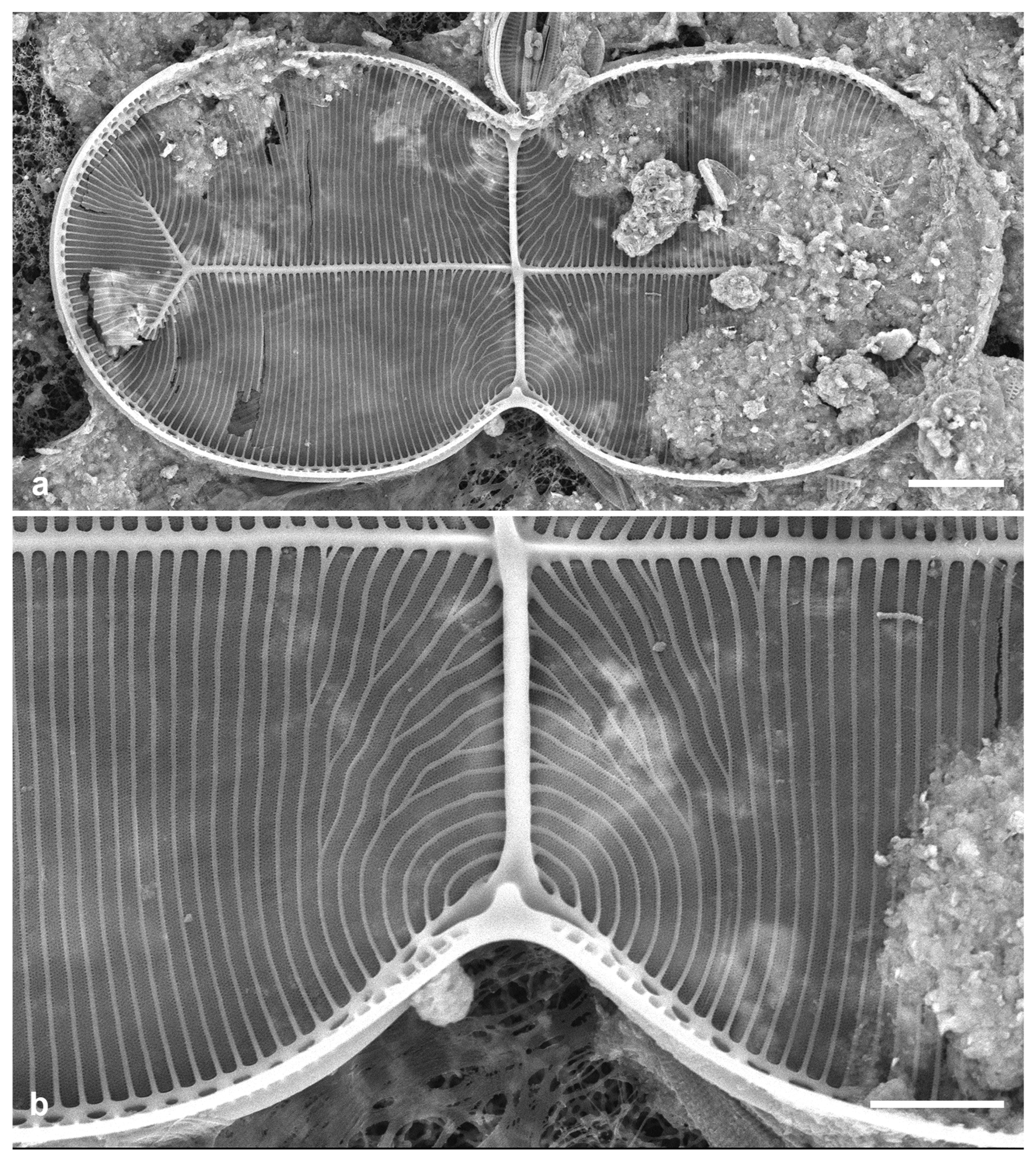 Preprints 141177 g067