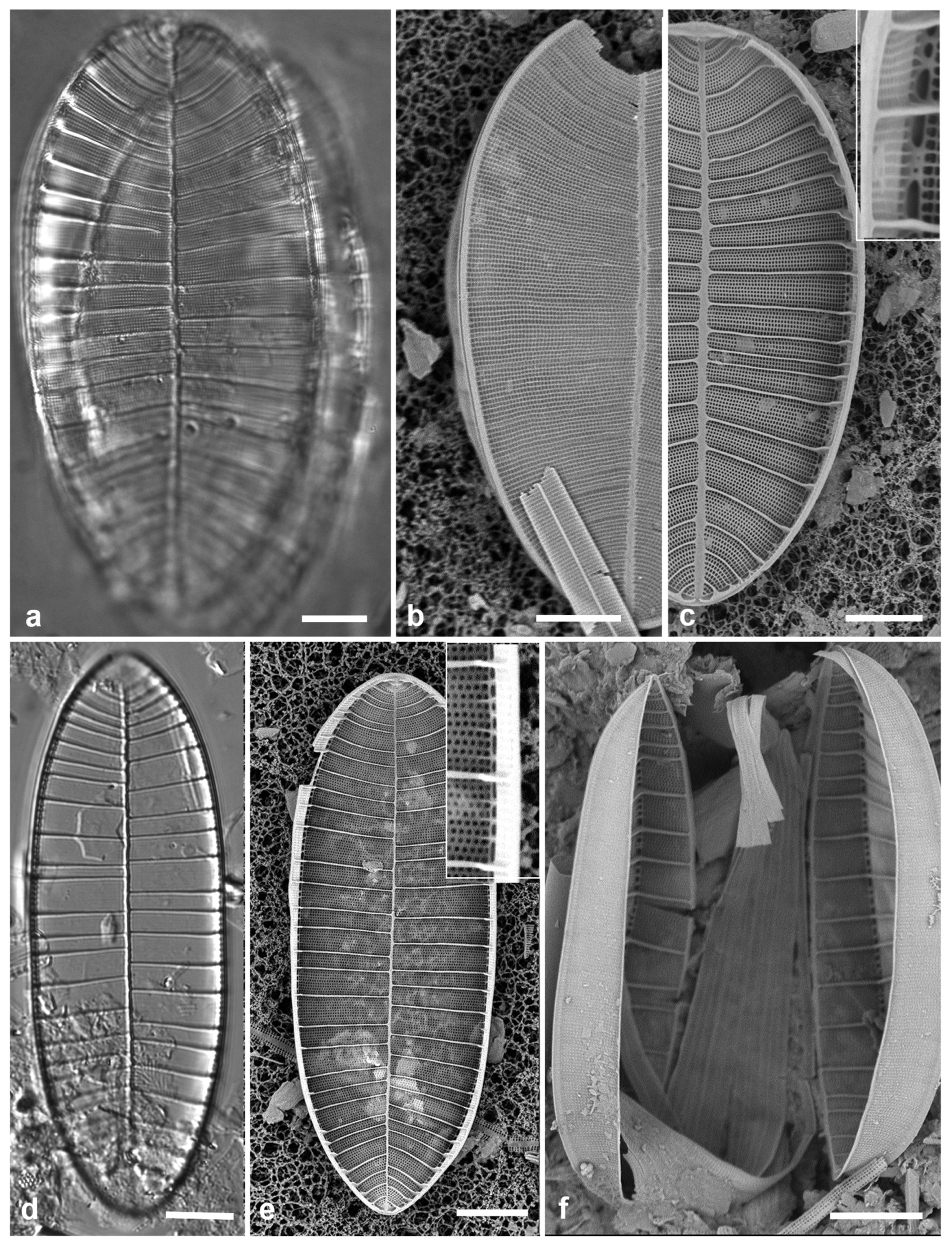 Preprints 141177 g068