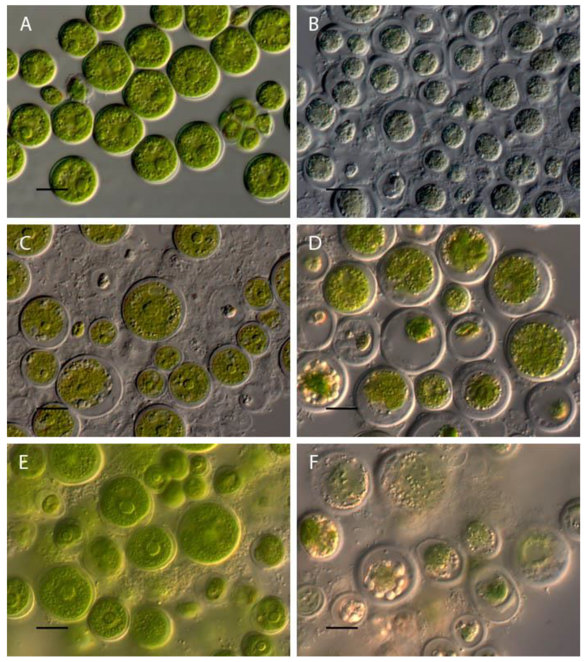 Preprints 90850 g004