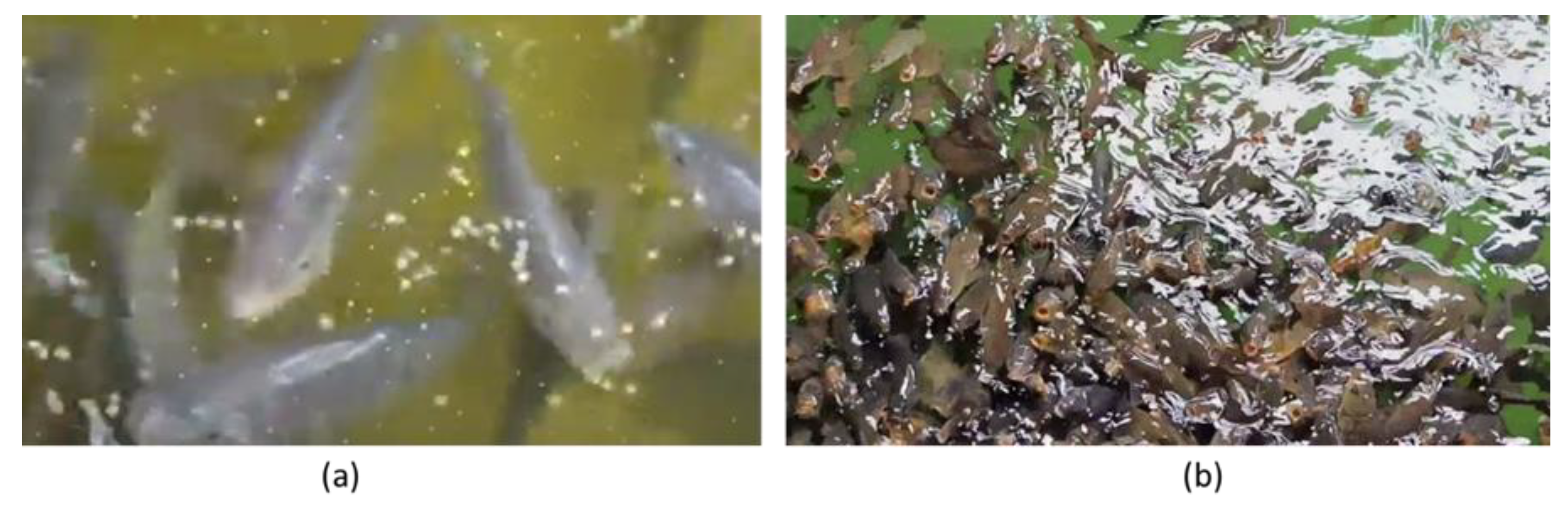 Preprints 166070 g001