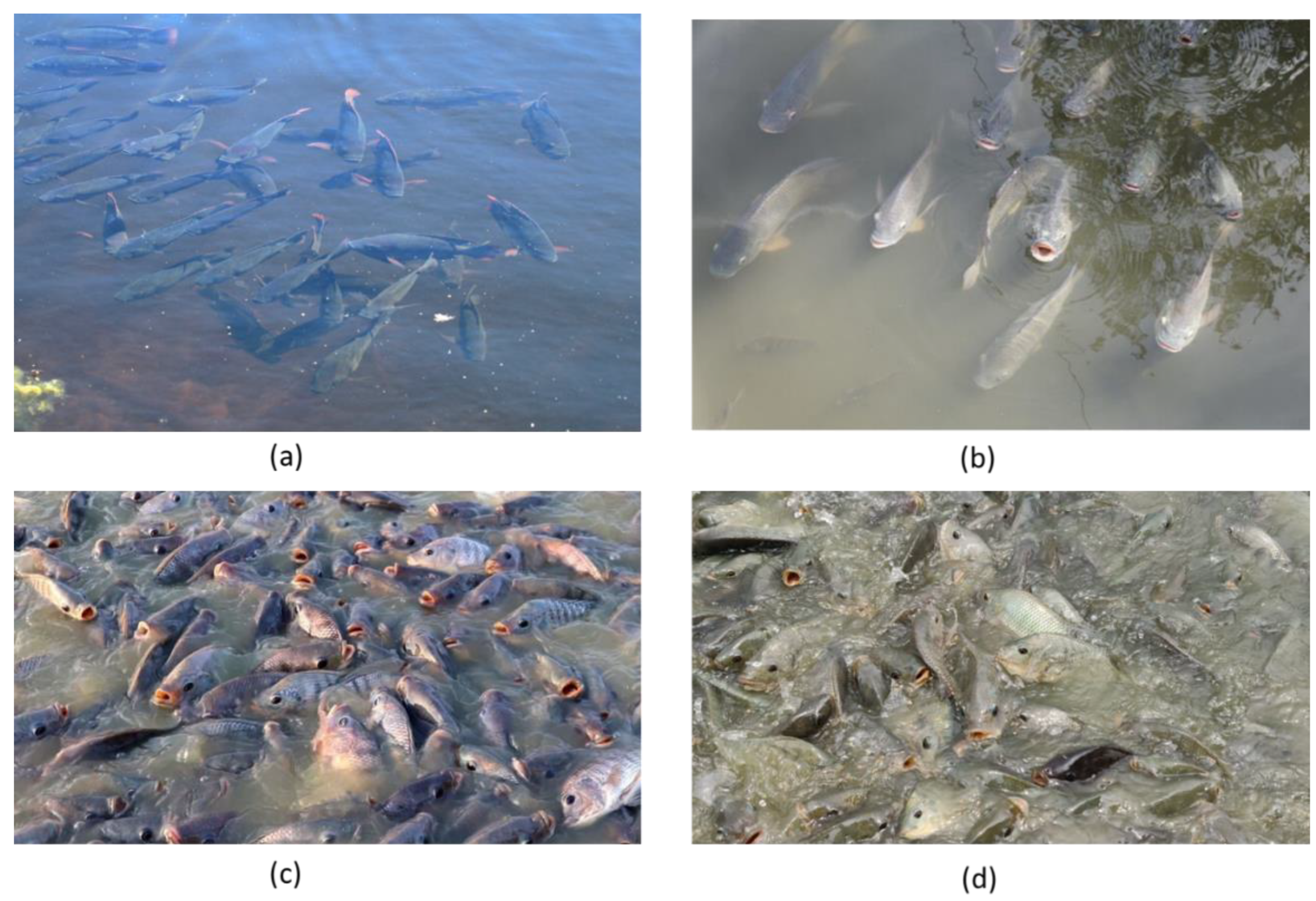 Preprints 166070 g007