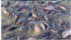 Preprints 166070 i001